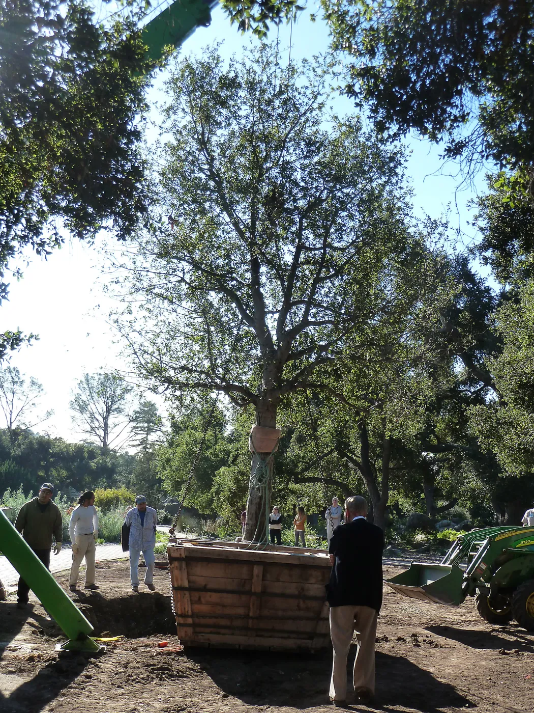 Delivery and placement of two new oak trees (Coastal Live Oak) in the Meadow Oaks display