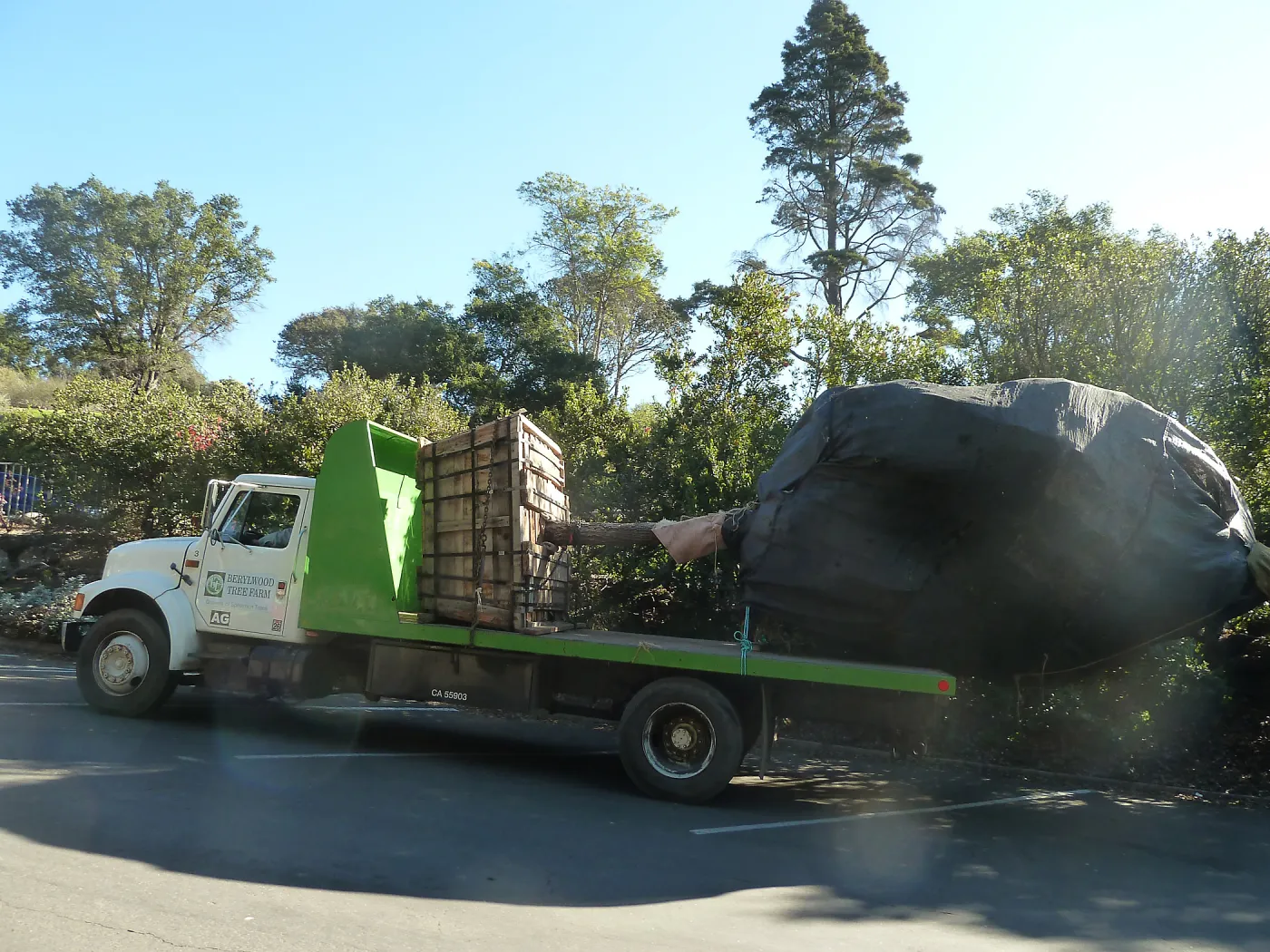 Delivery and placement of two new oak trees (Coastal Live Oak) in the Meadow Oaks display