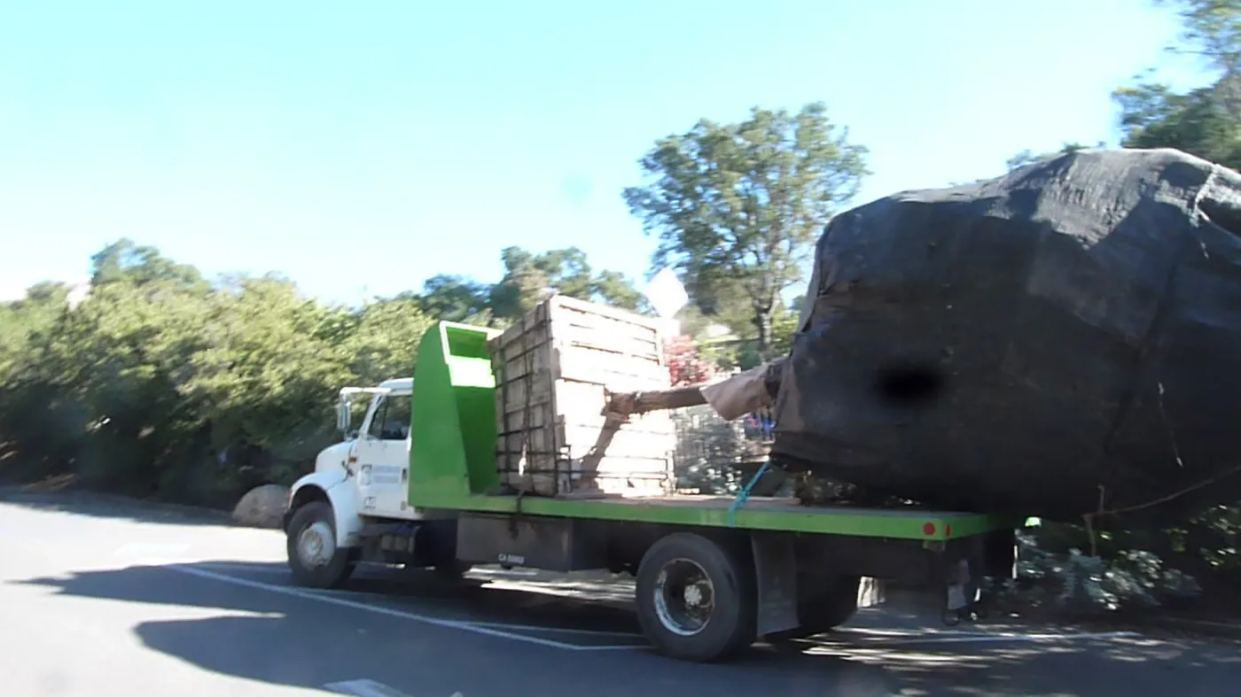 Delivery and placement of two new oak trees (Coastal Live Oak) in the Meadow Oaks display