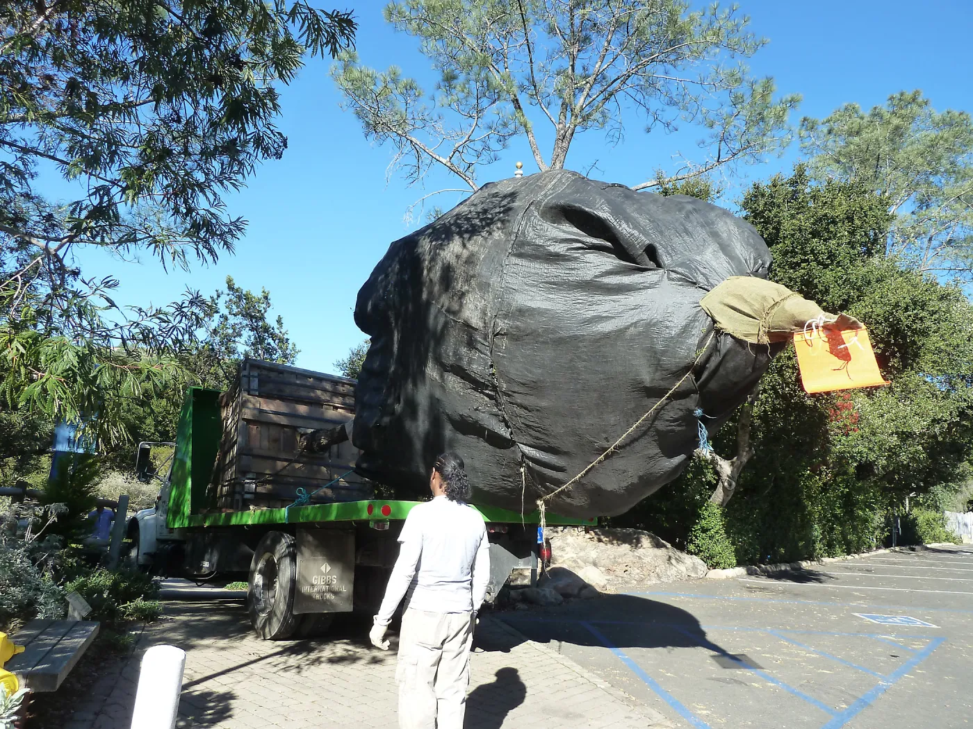 Delivery and placement of two new oak trees (Coastal Live Oak) in the Meadow Oaks display