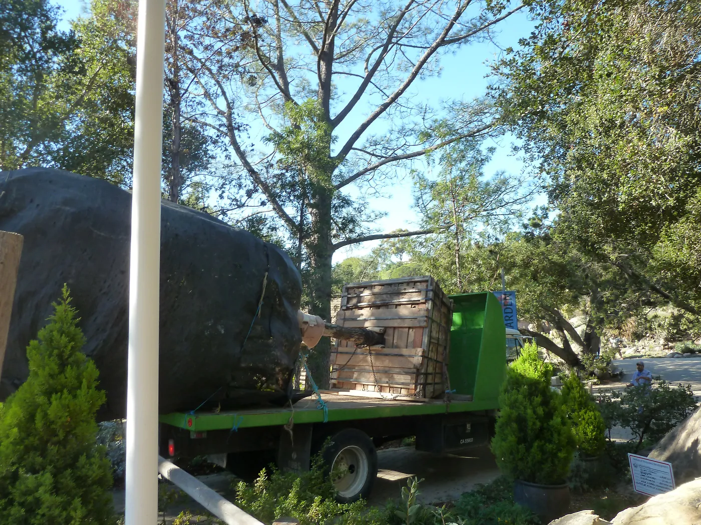 Delivery and placement of two new oak trees in the Meadow Oaks display