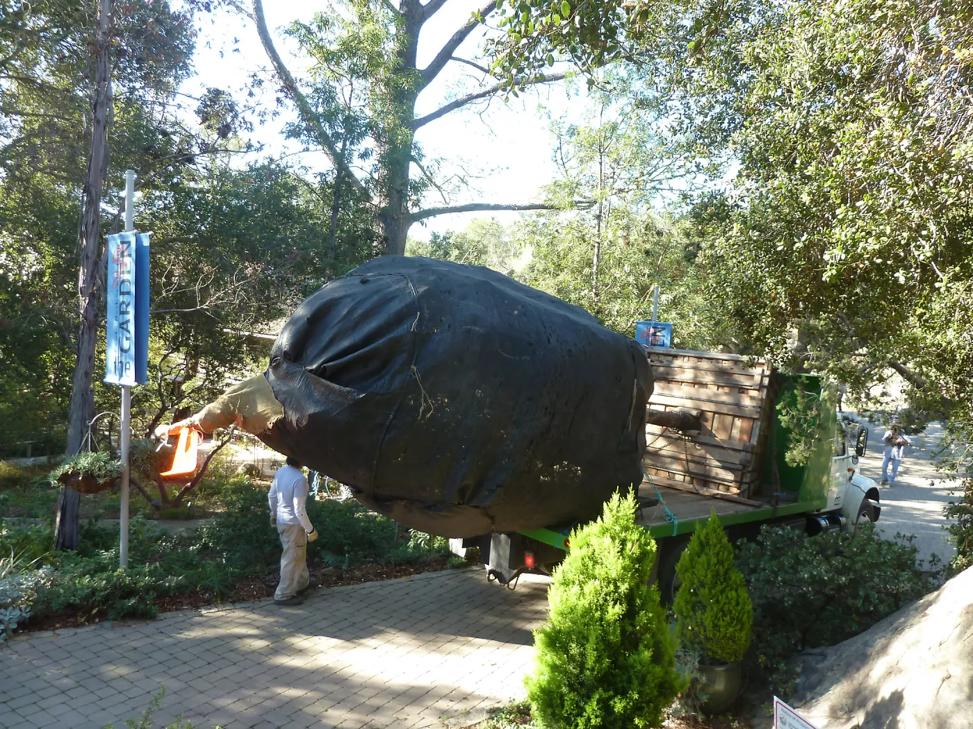 Delivery and placement of two new oak trees (Coastal Live Oak) in the Meadow Oaks display