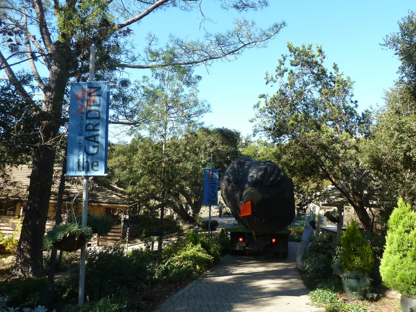 Delivery and placement of two new oak trees (Coastal Live Oak) in the Meadow Oaks display