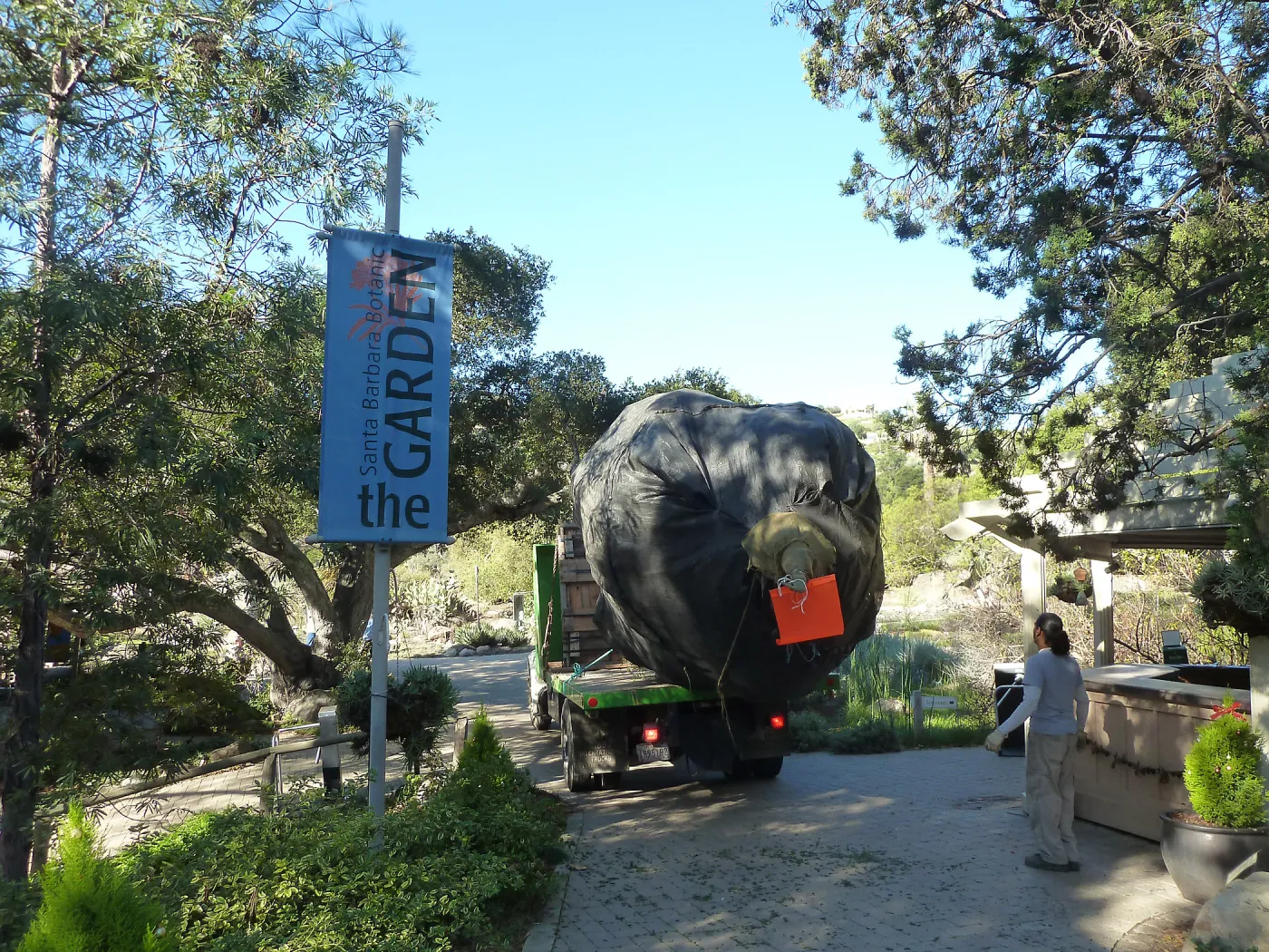 Delivery and placement of two new oak trees (Coastal Live Oak) in the Meadow Oaks display