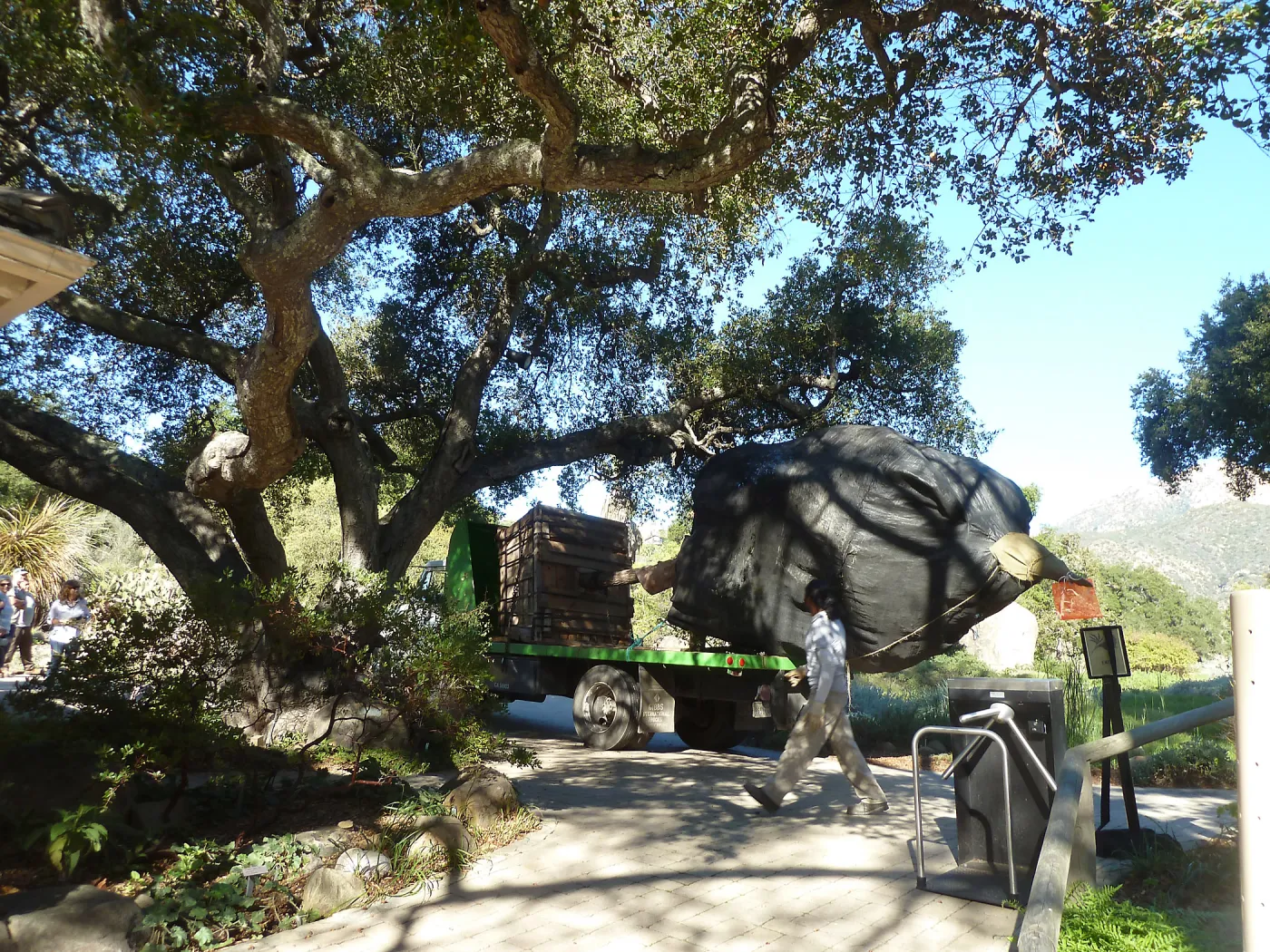 Delivery and placement of two new oak trees (Coastal Live Oak) in the Meadow Oaks display
