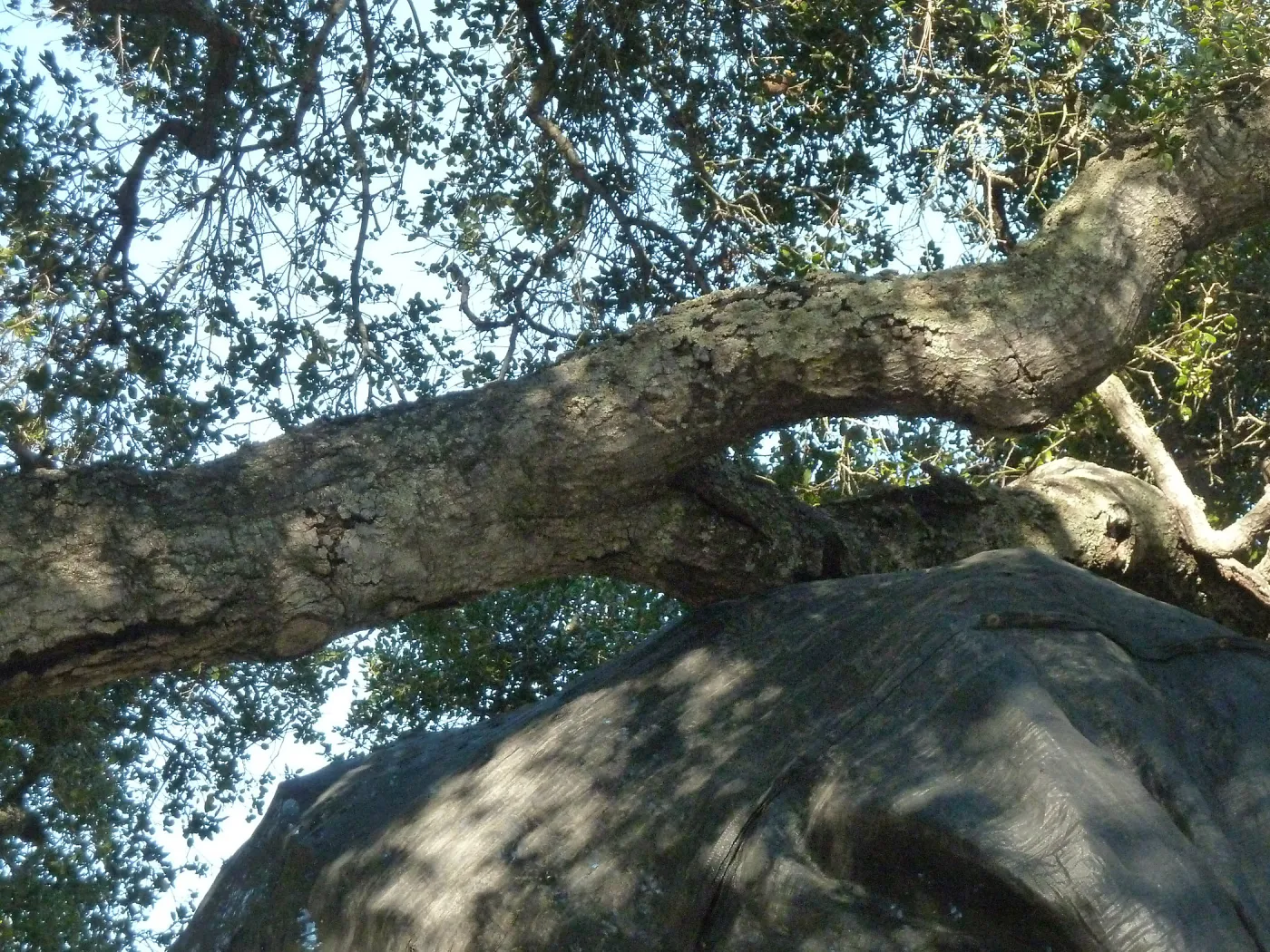 Delivery and placement of two new oak trees (Coastal Live Oak) in the Meadow Oaks display