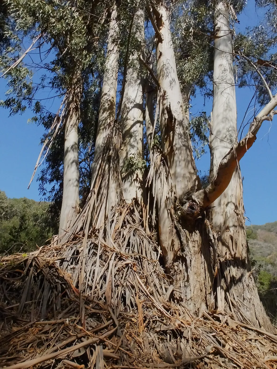 Steve Junak Retirement Trip to Santa Cruz Island