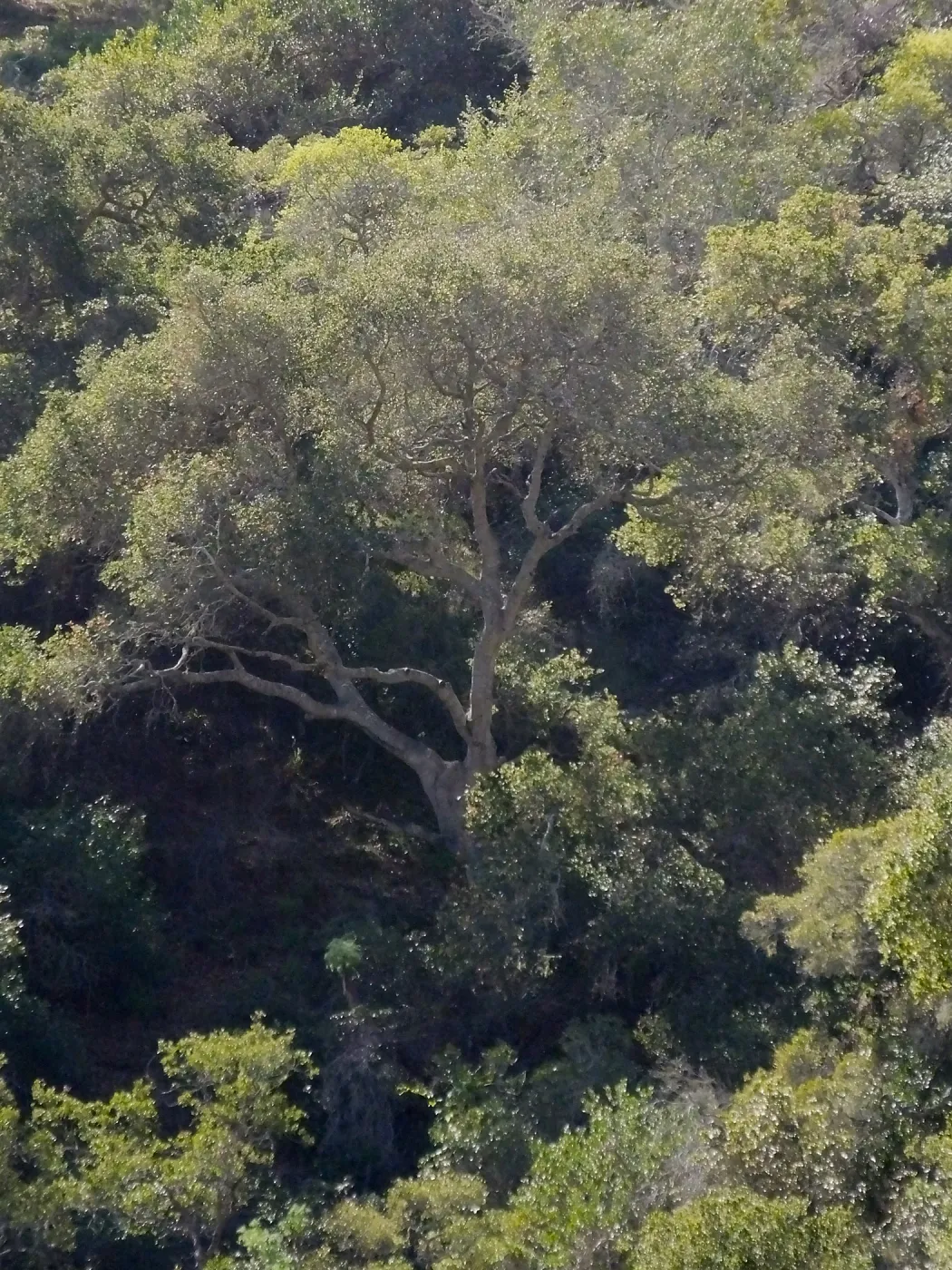 Steve Junak Retirement Trip to Santa Cruz Island