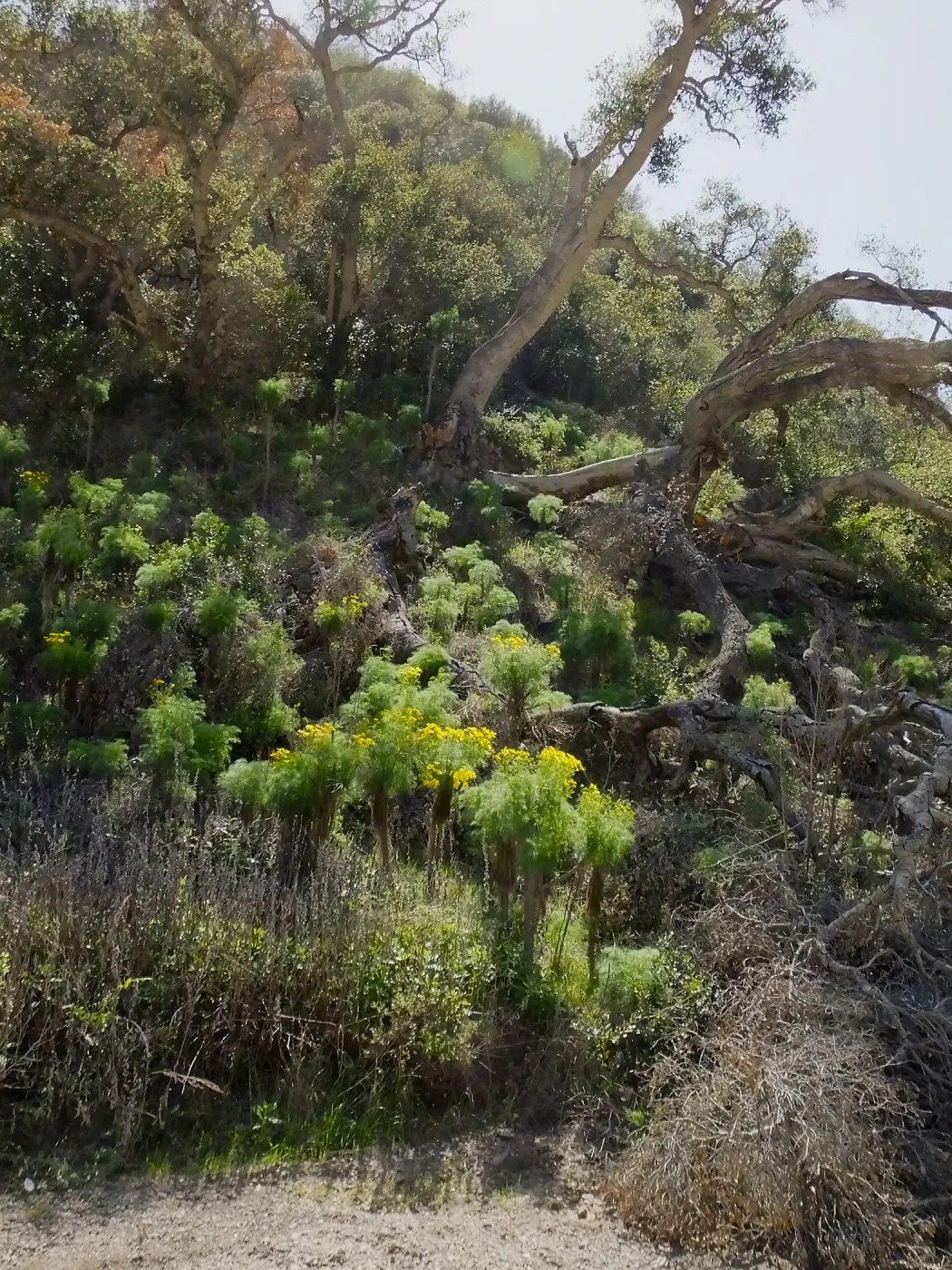 Steve Junak Retirement Trip to Santa Cruz Island