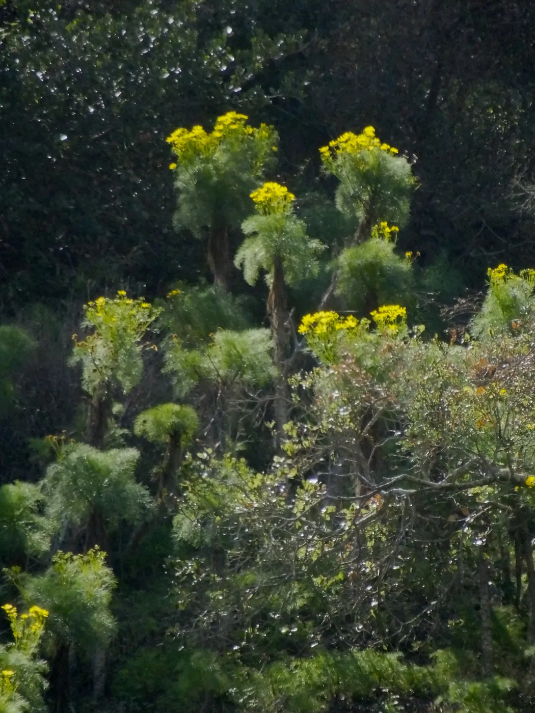 Steve Junak Retirement Trip to Santa Cruz Island
