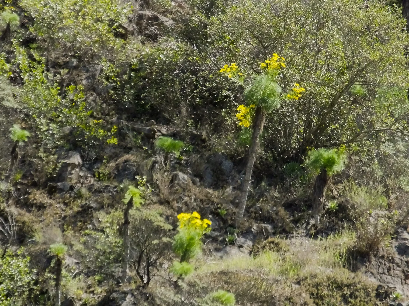 Steve Junak Retirement Trip to Santa Cruz Island