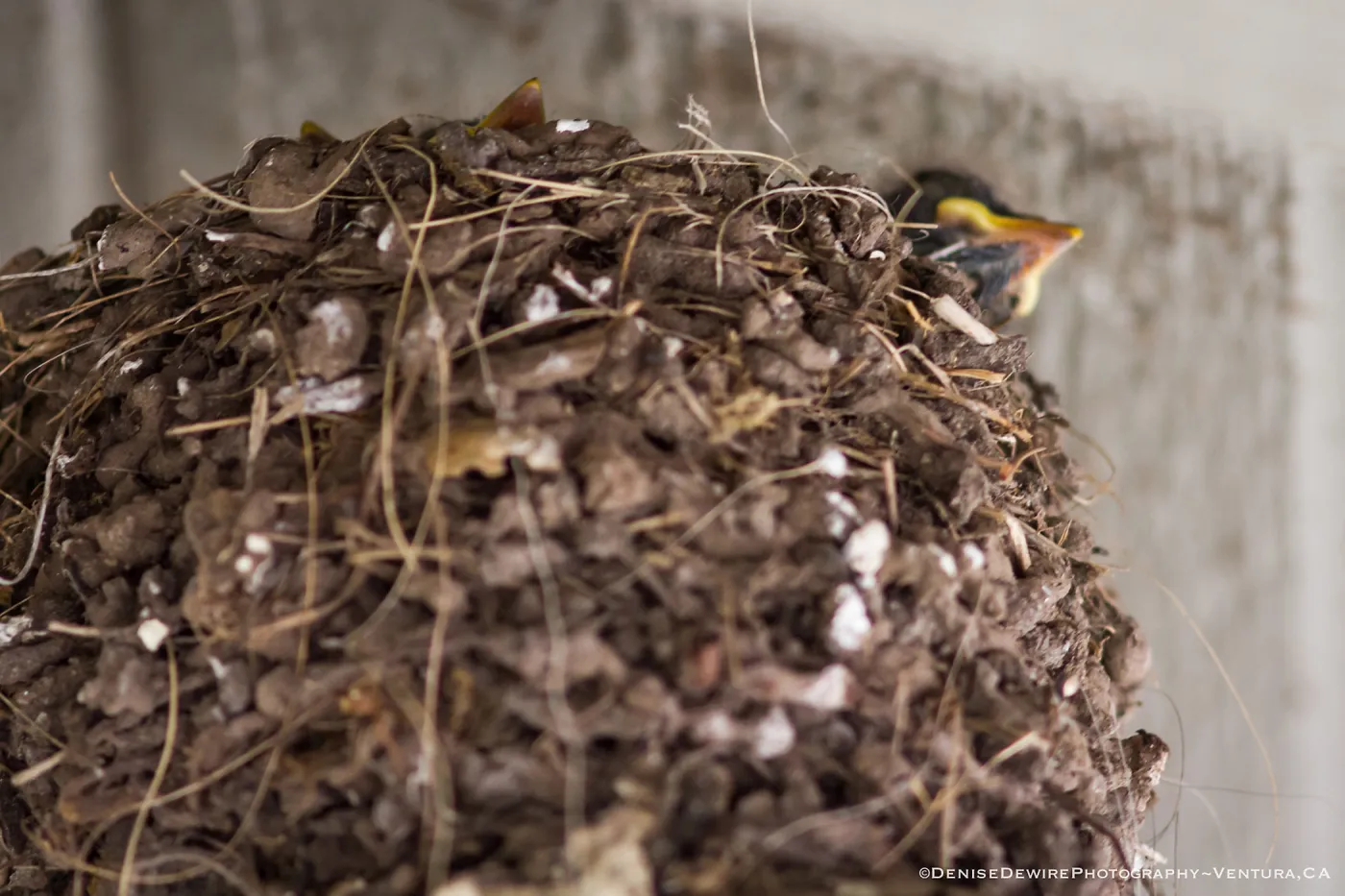 Black Phoebe, baby in nest, at the Santa Barbara Botanic Garden