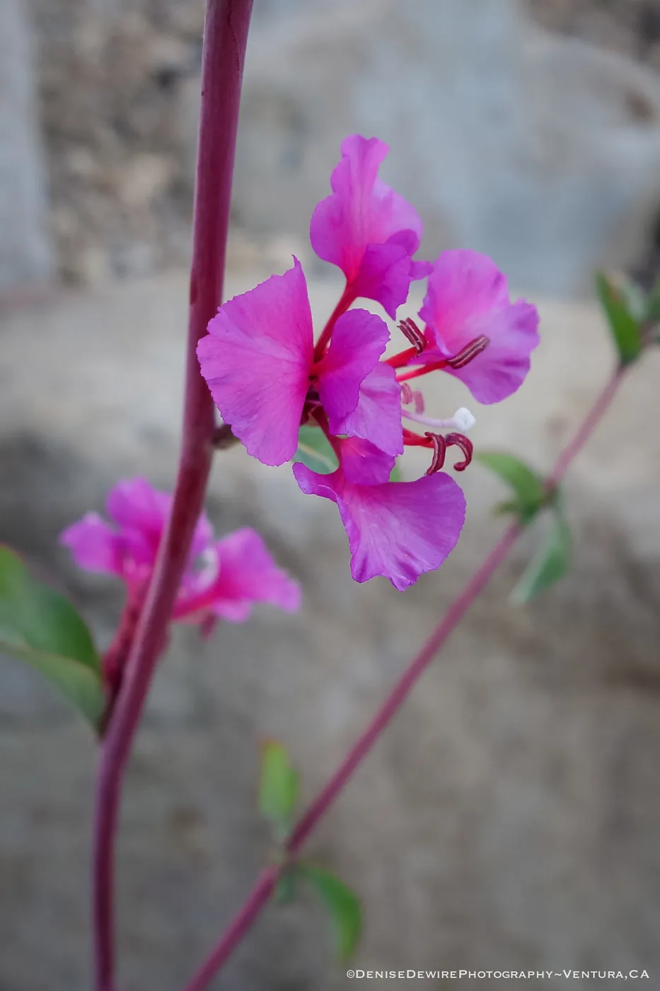 Clarkia in bloom at the Santa Barbara Botanic Garden
