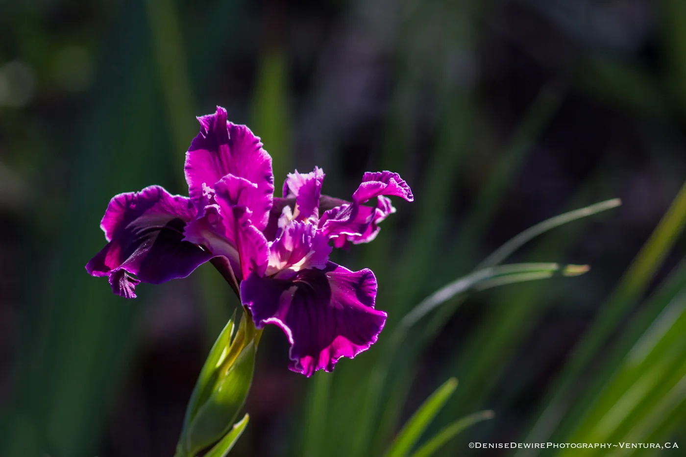 Magenta colored Iris flower at the Santa Barbara Botanic Garden