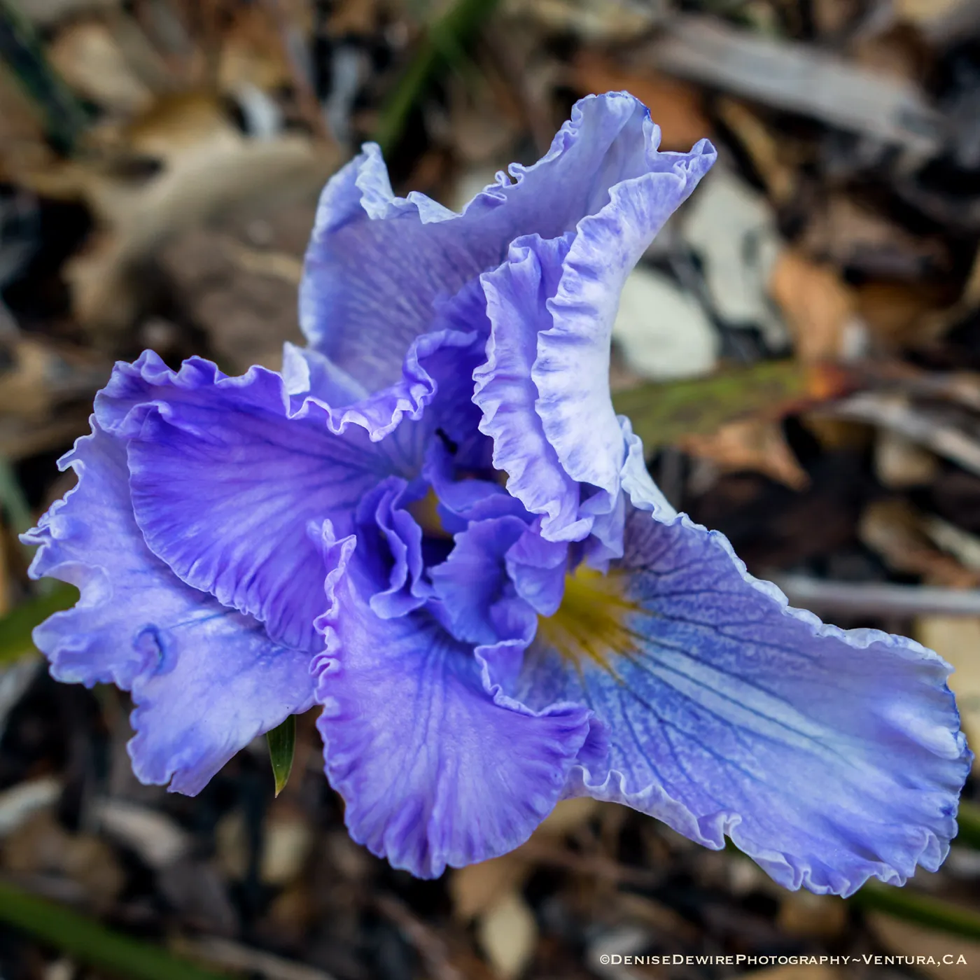 Iris flower at the Santa Barbara Botanic Garden