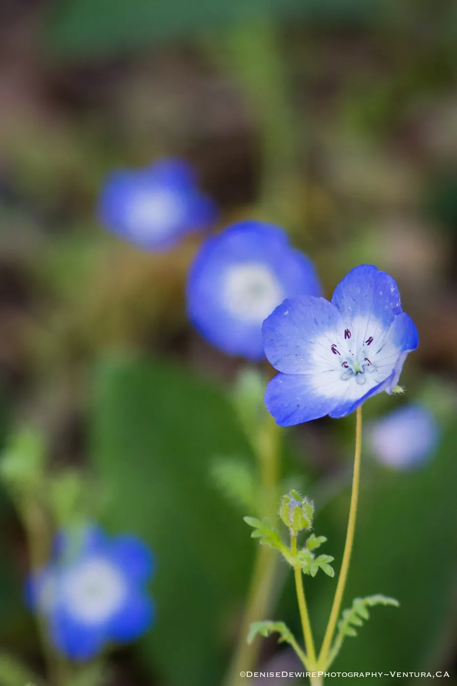 Phacelia in bloom at the Santa Barbara Botanic Garden