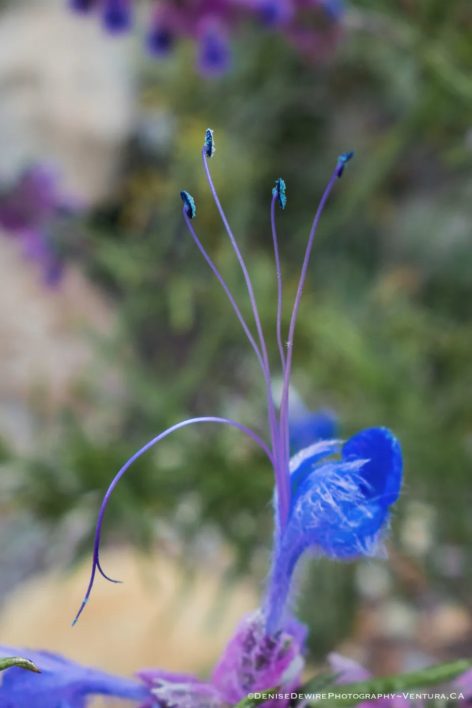 Trichostema flower at the Santa Barbara Botanic Garden