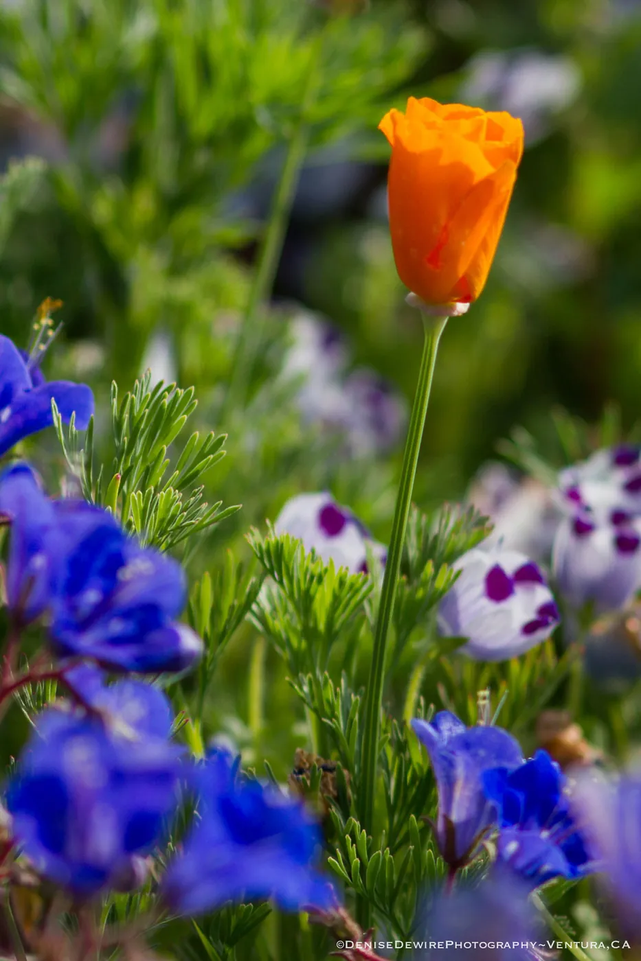 Spring wildflower medley at the Santa Barbara Botanic Garden