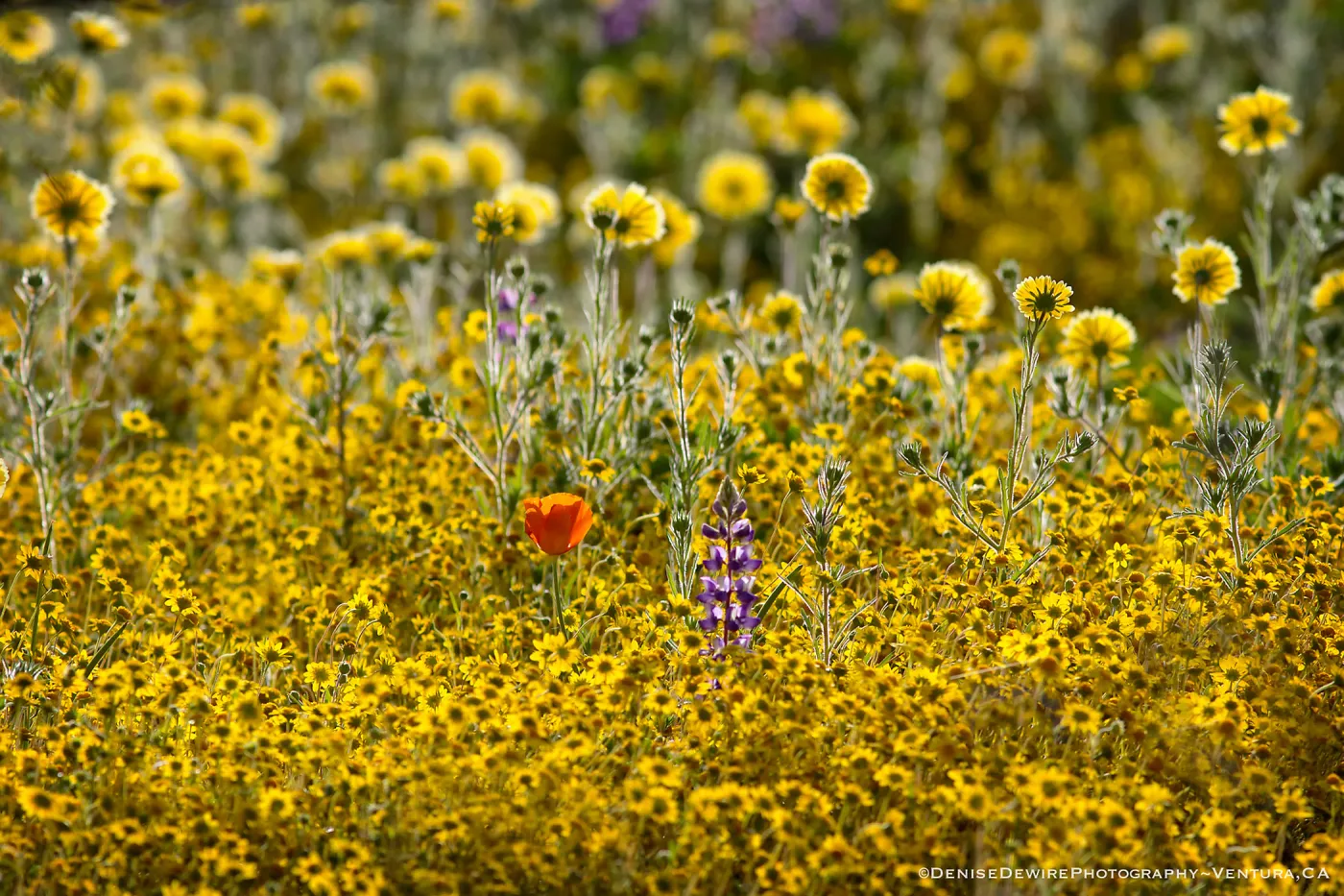 Spring wildflowers in the Meadow at the Santa Barbara Botanic Garden