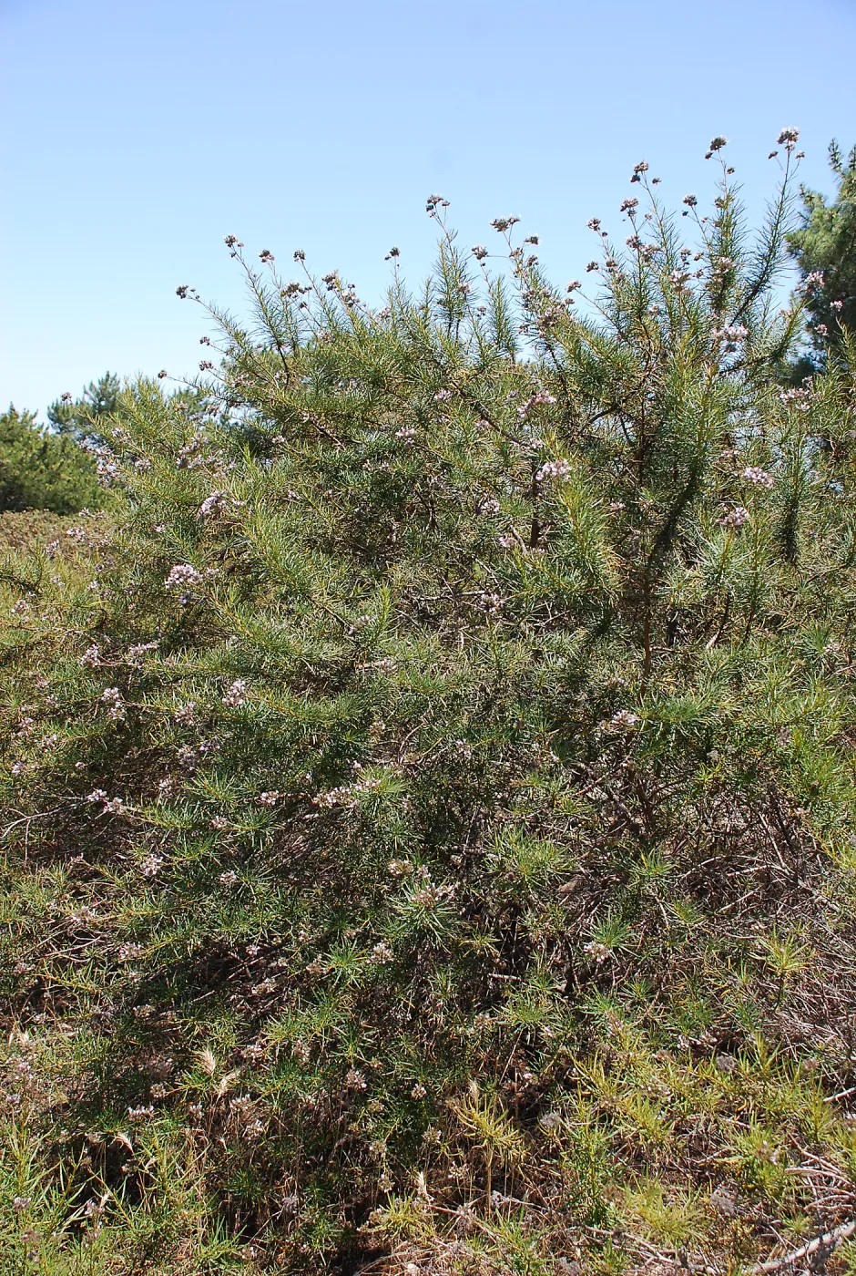 Lompoc yerba santa, rare plant, SBBG conservation