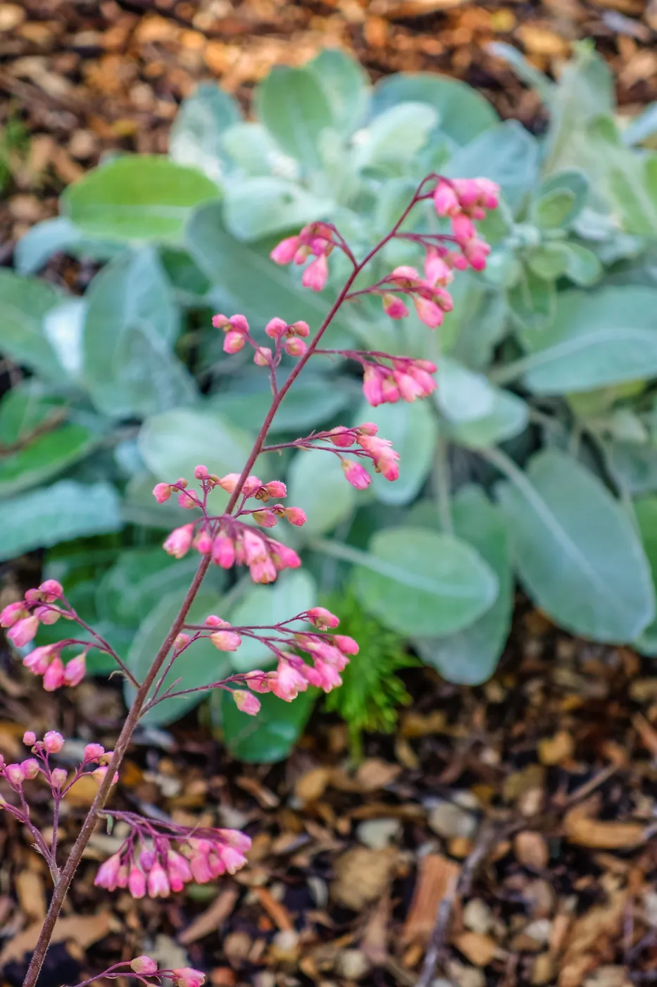 Coral Bells