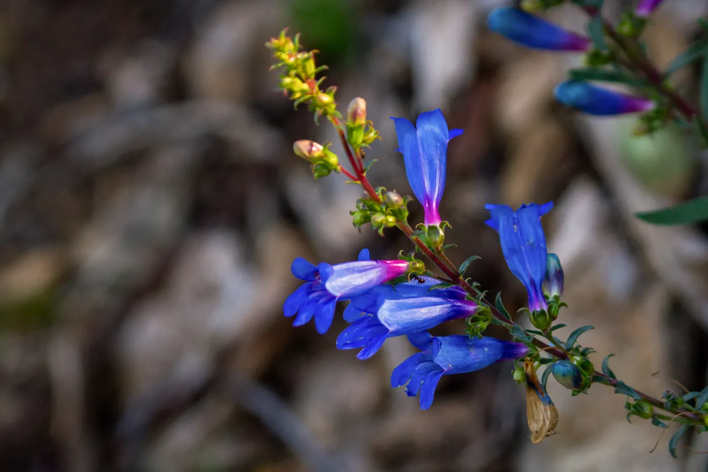 Foothill Penstemon