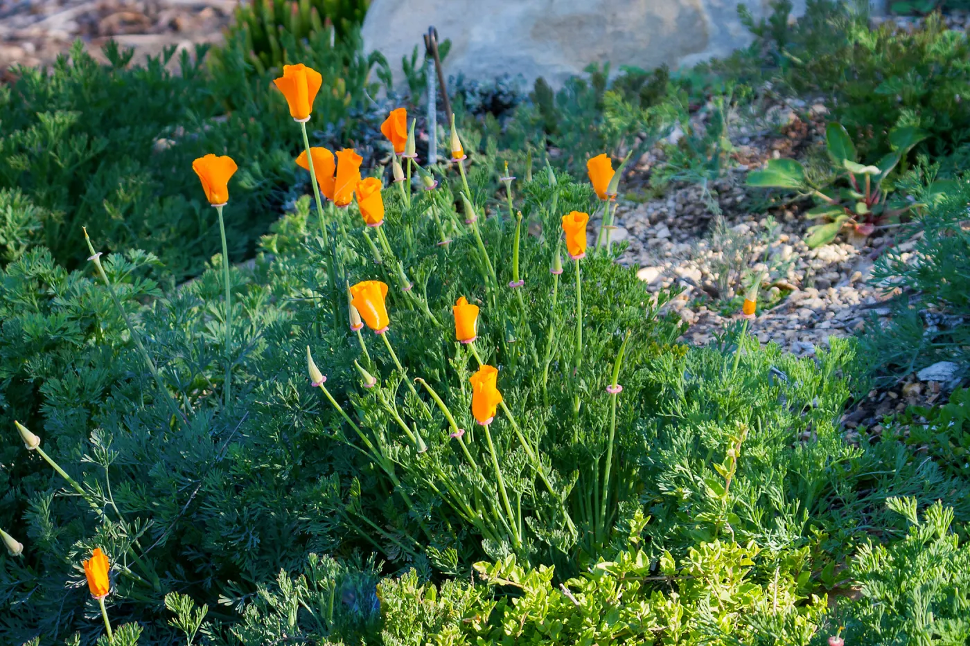 California Poppy