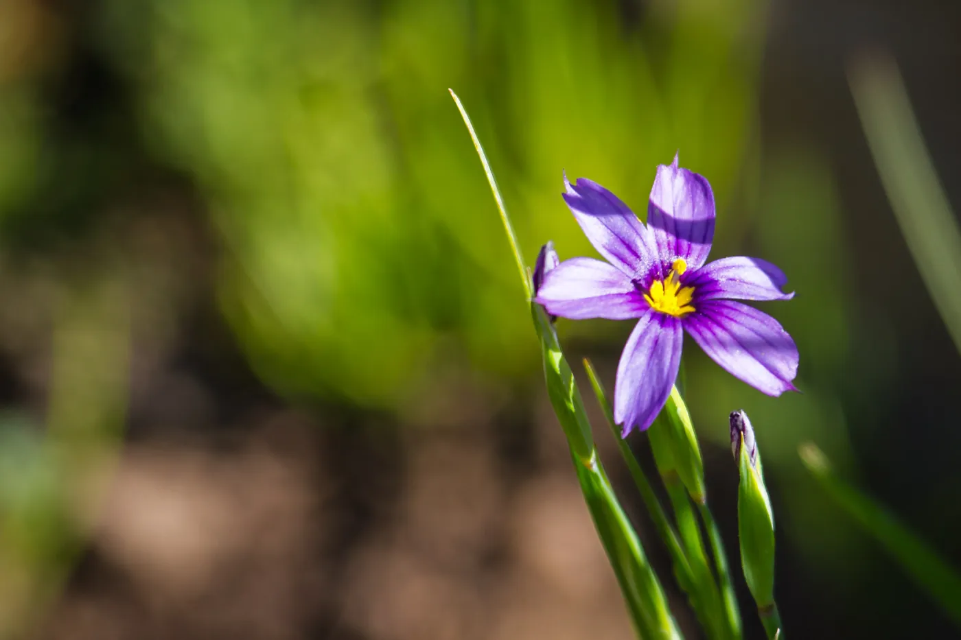 Blue-eyed Grass
