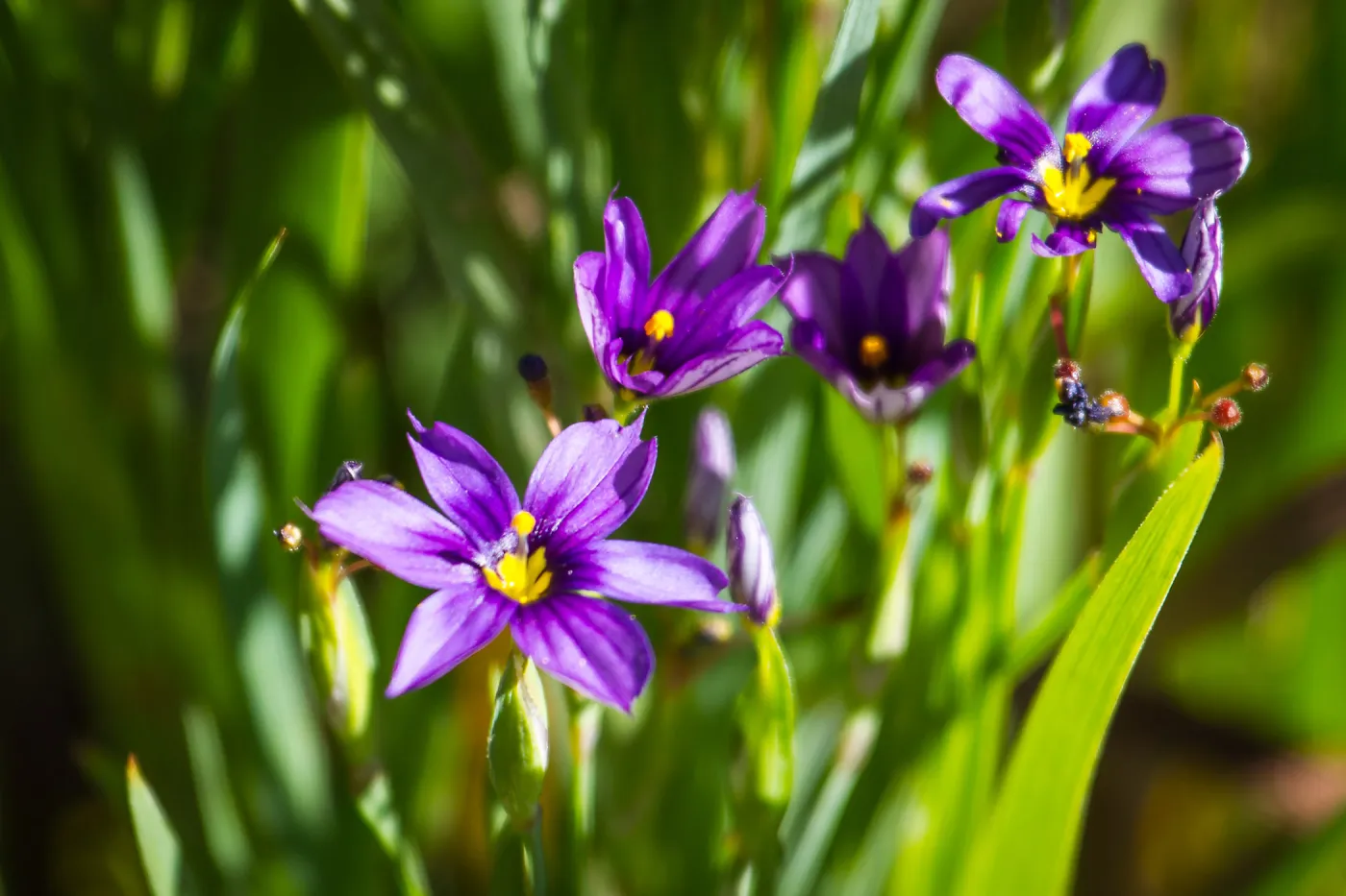 Blue-eyed Grass