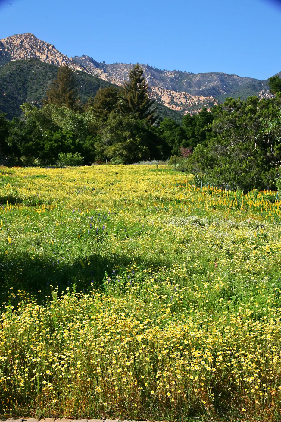 Flowers in Meadow