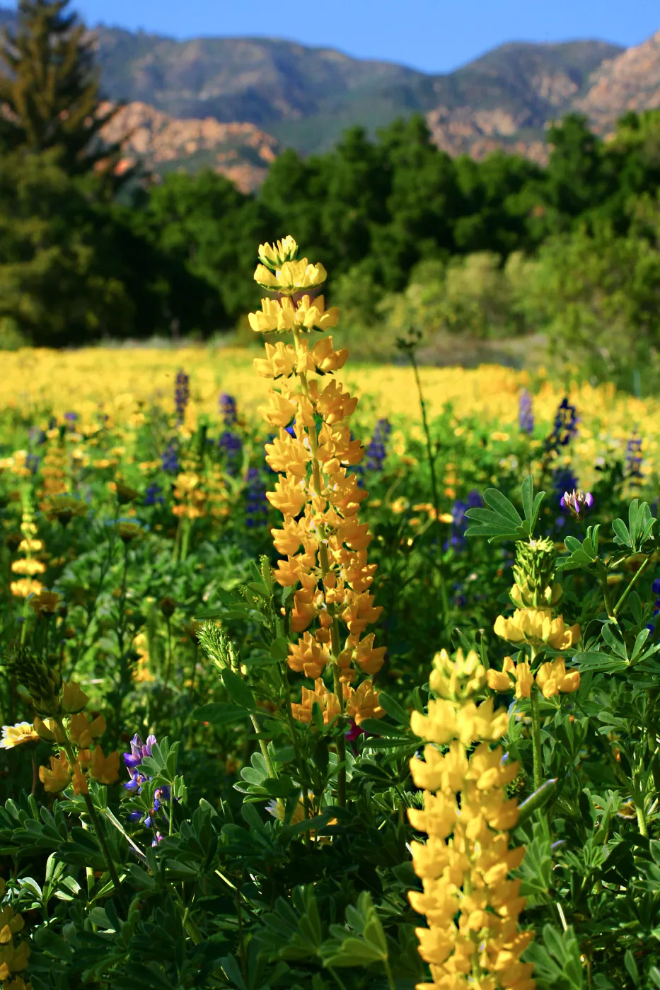Golden Lupine in Meadow