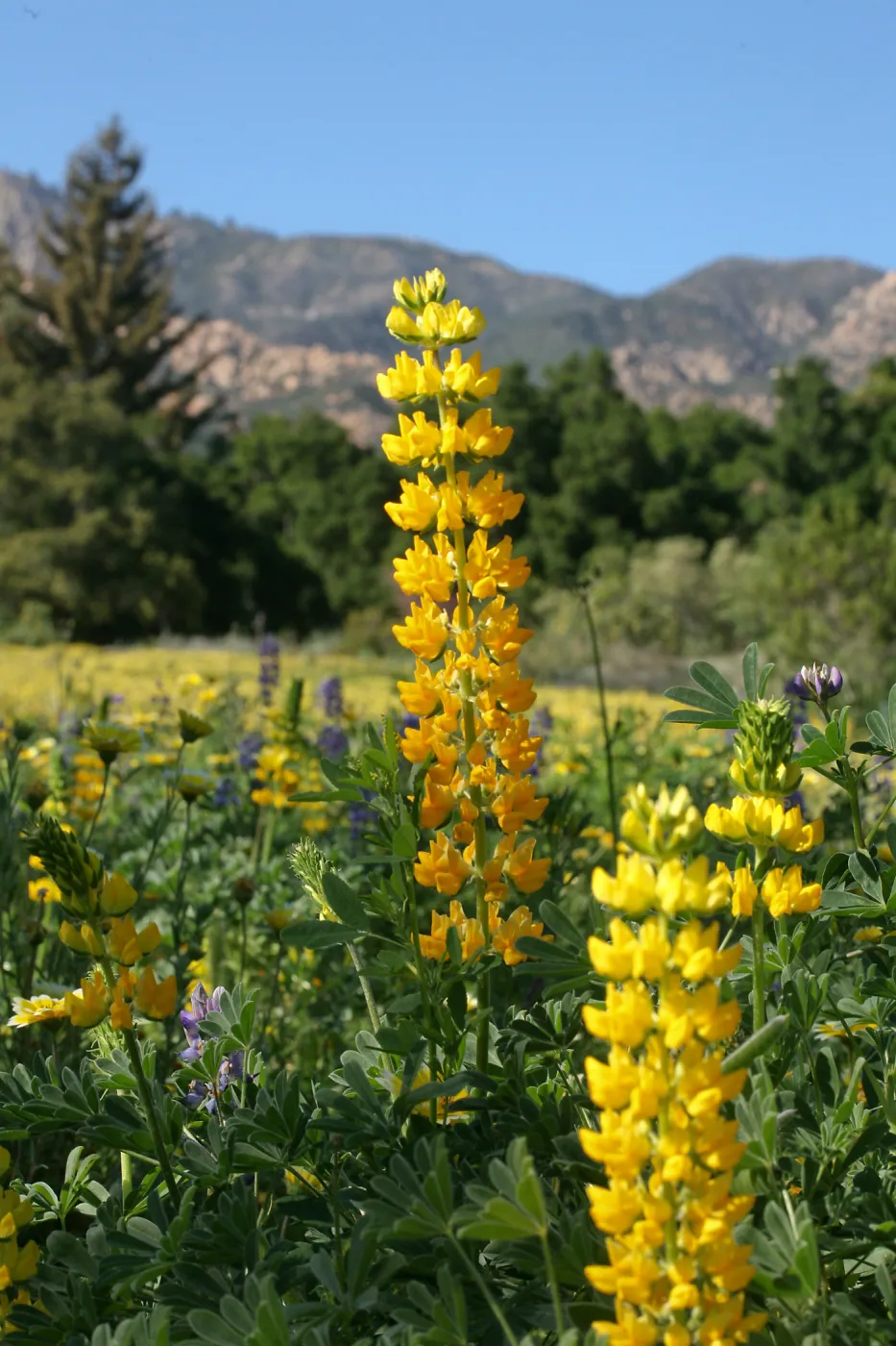 Golden Lupine in Meadow