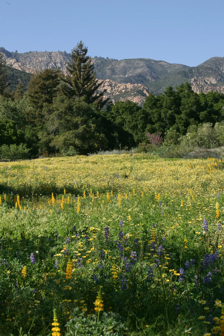 Flowers in Meadow