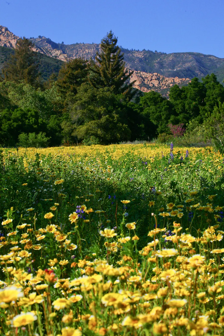 Flowers in Meadow