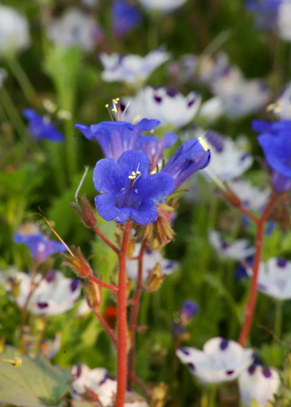 Flowers in Meadow