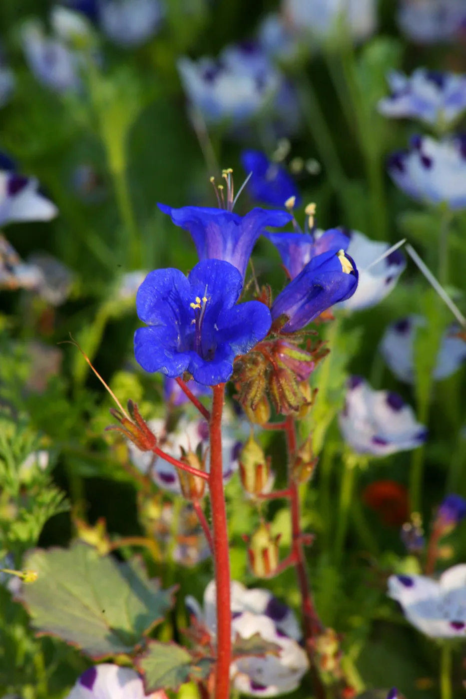 Flowers in Meadow