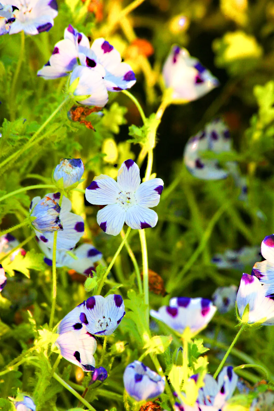 Flowers in Meadow