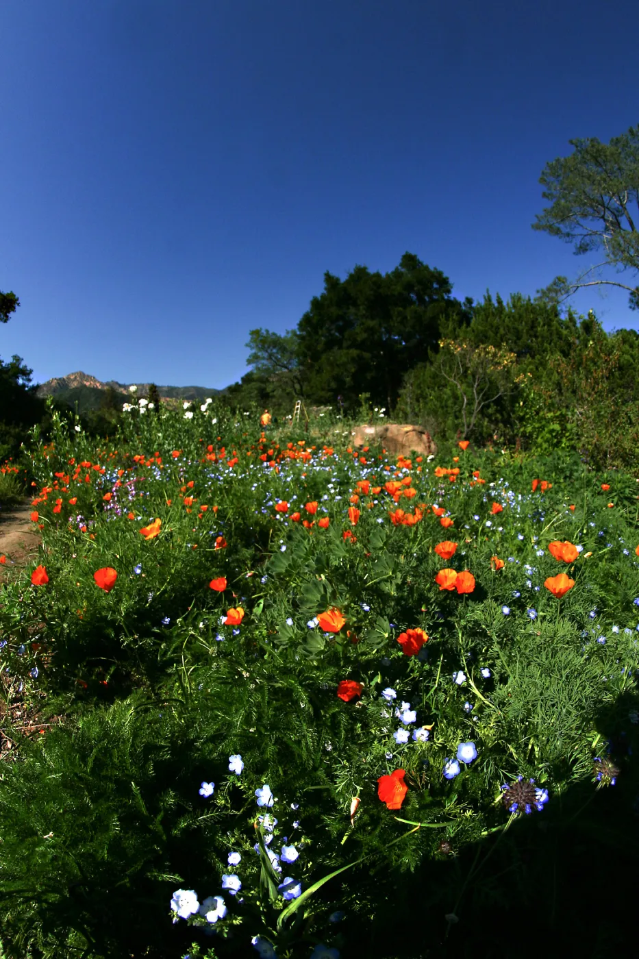 Flowers in Meadow