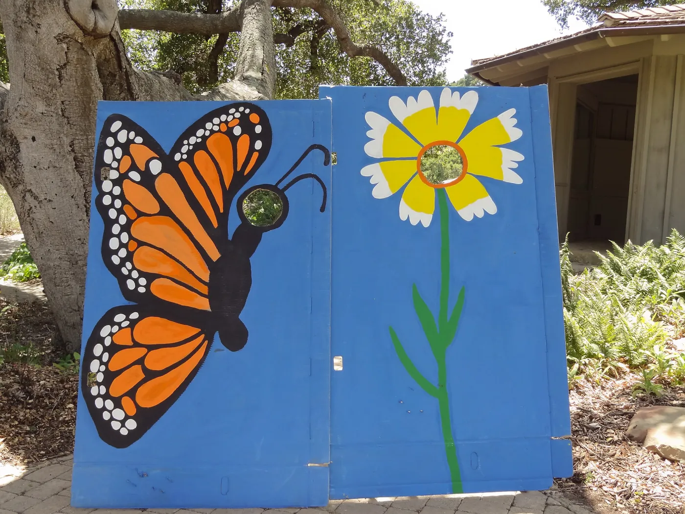 Photo opportunity, butterfly and tidytip, SBBG