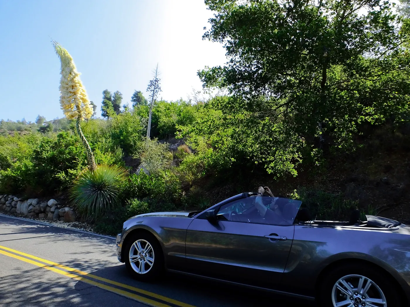 Our Lord's Candle Across from SBBG Parking Lot Entrance