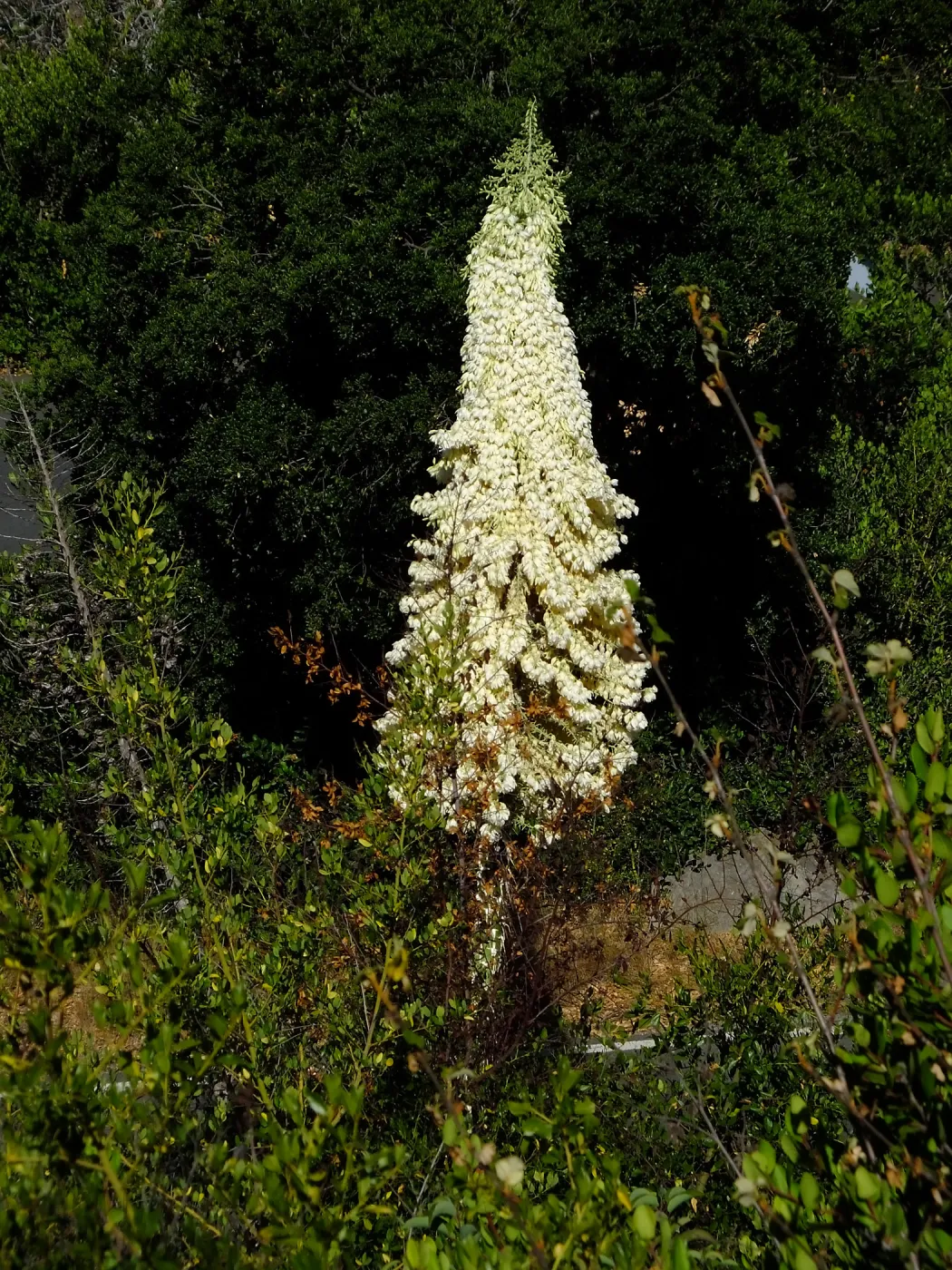 Our Lord's Candle Across from SBBG Parking Lot Entrance