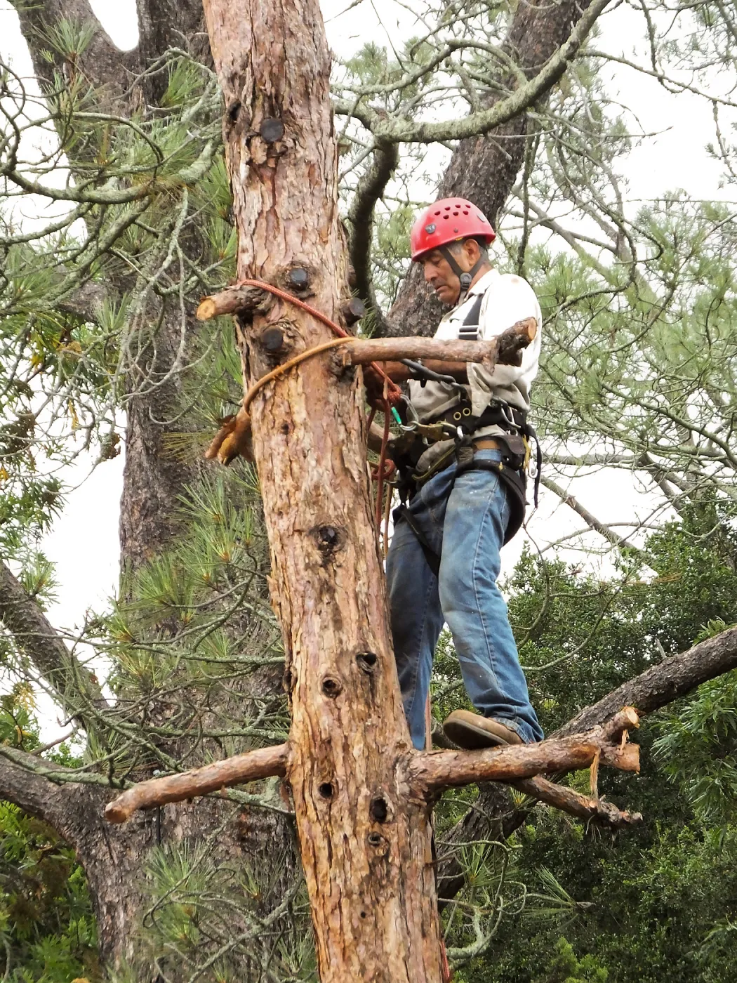 Giant Sequoia Removal