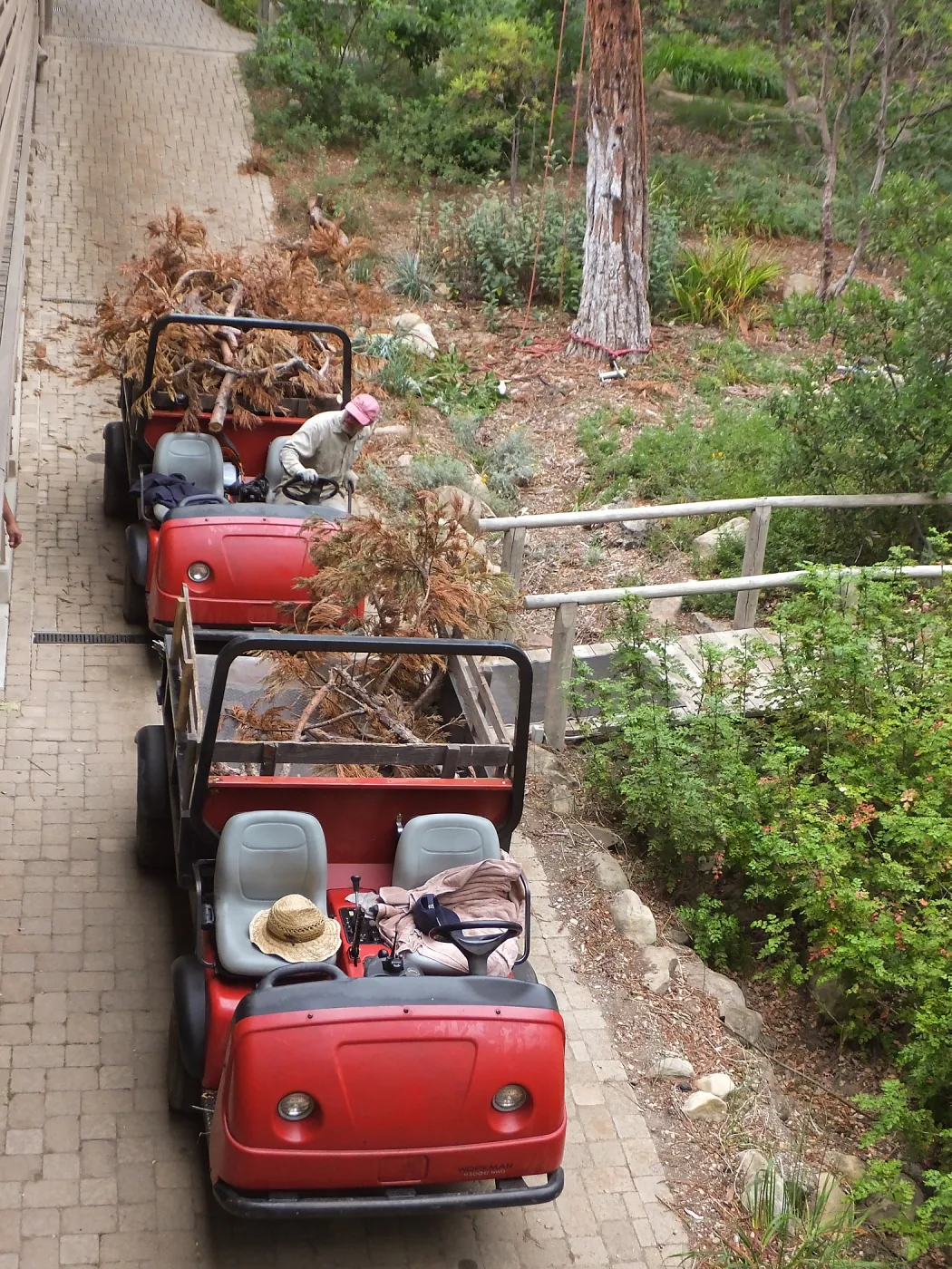 Giant Sequoia Removal
