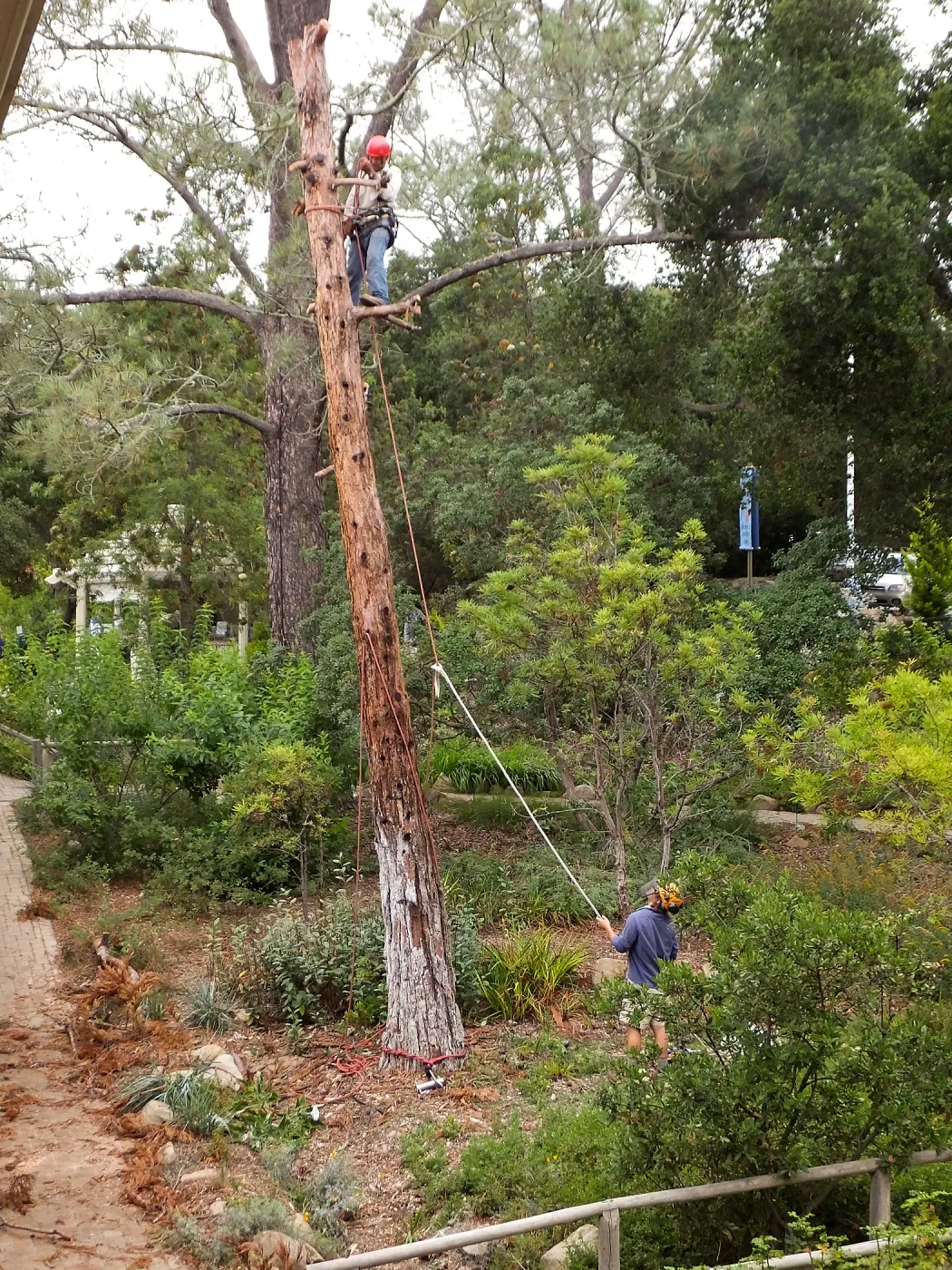 Giant Sequoia Removal
