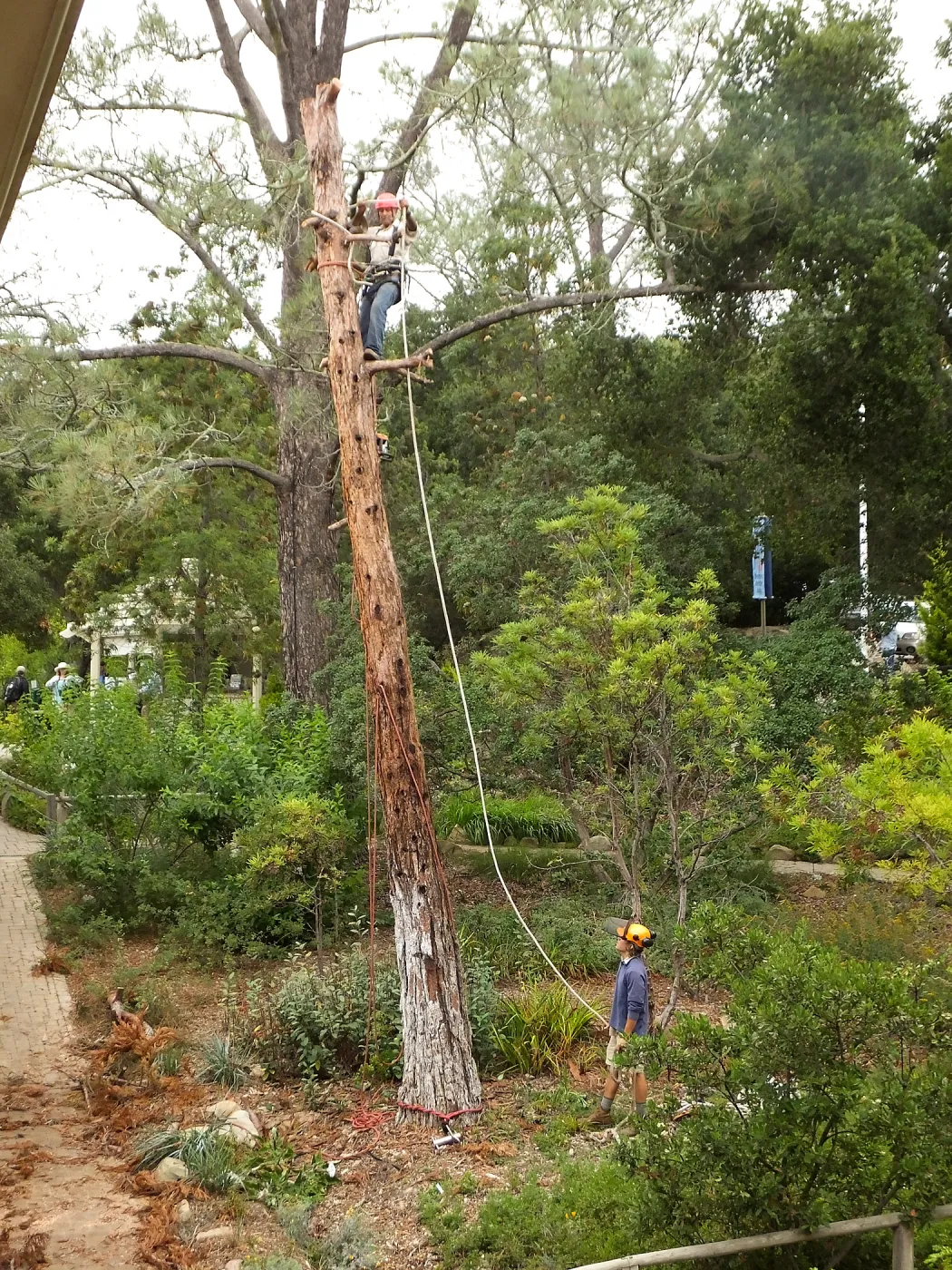 Giant Sequoia Removal