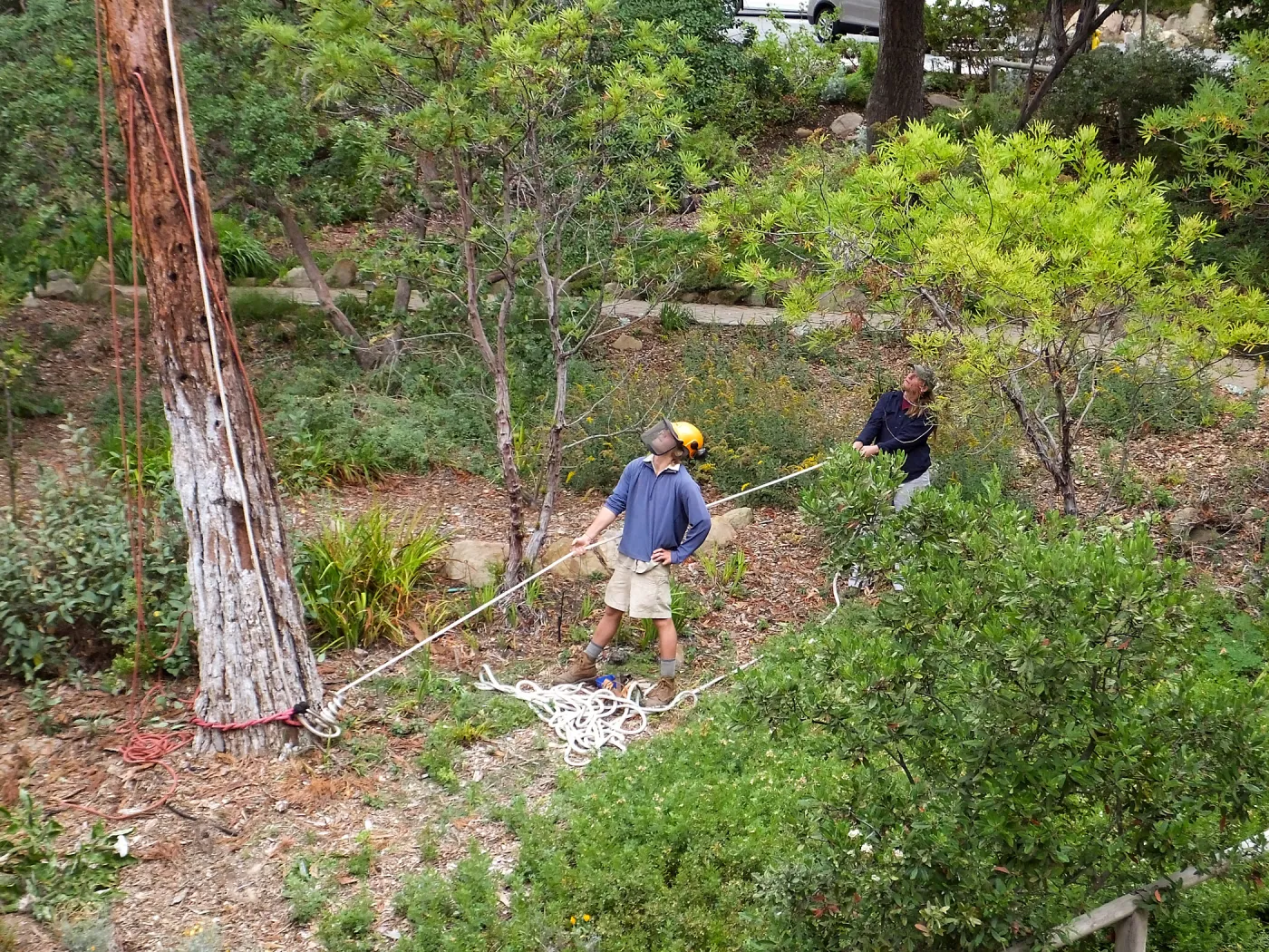 Giant Sequoia Removal