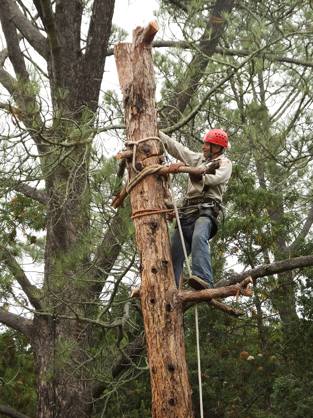 Giant Sequoia Removal