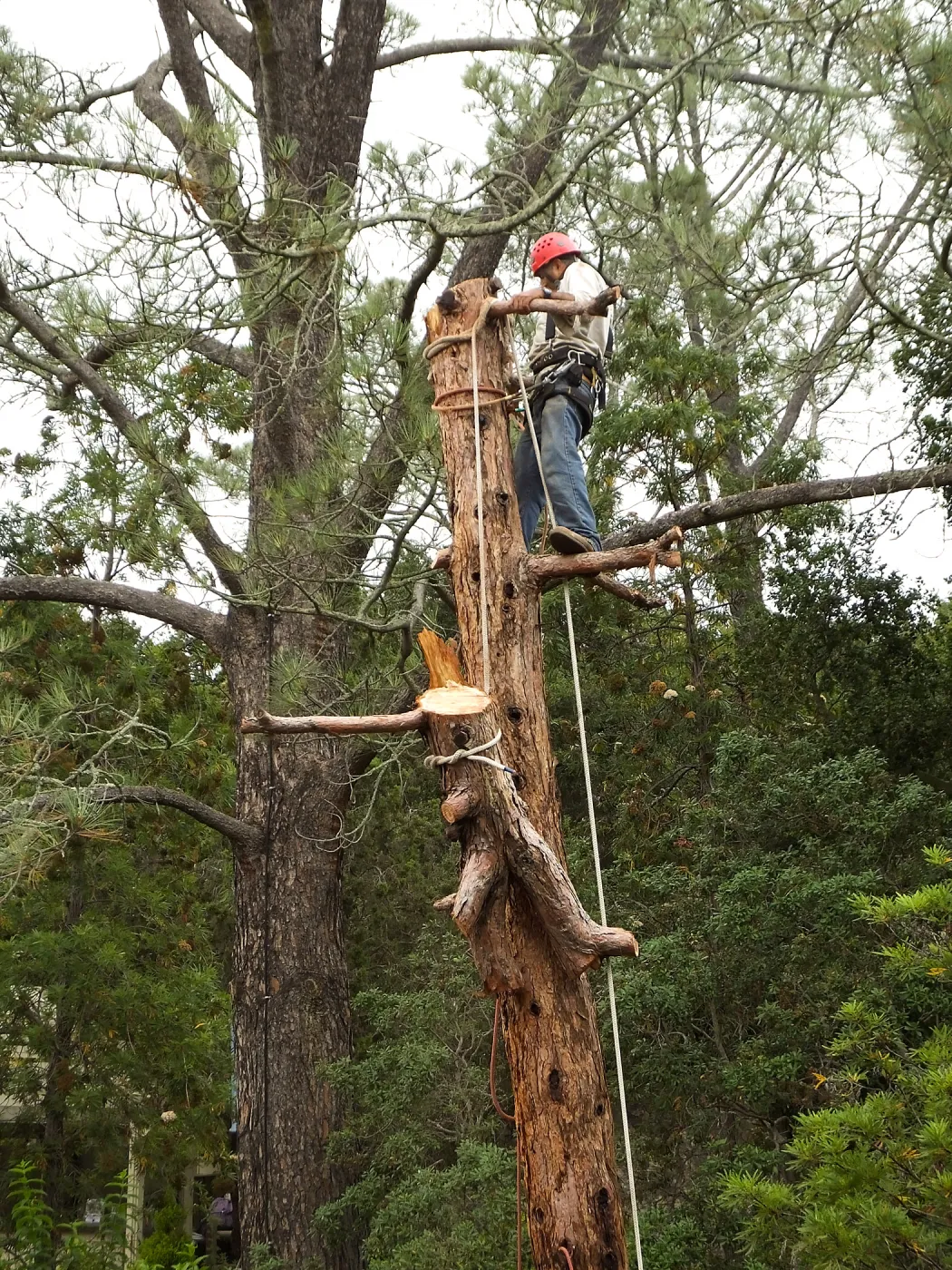 Giant Sequoia Removal