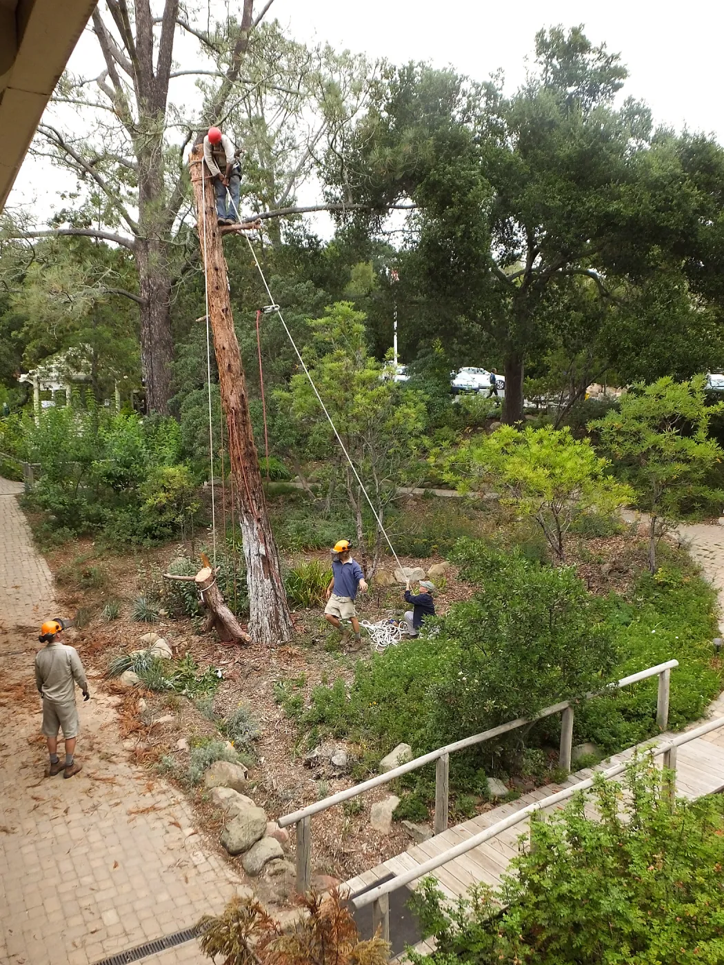 Giant Sequoia Removal
