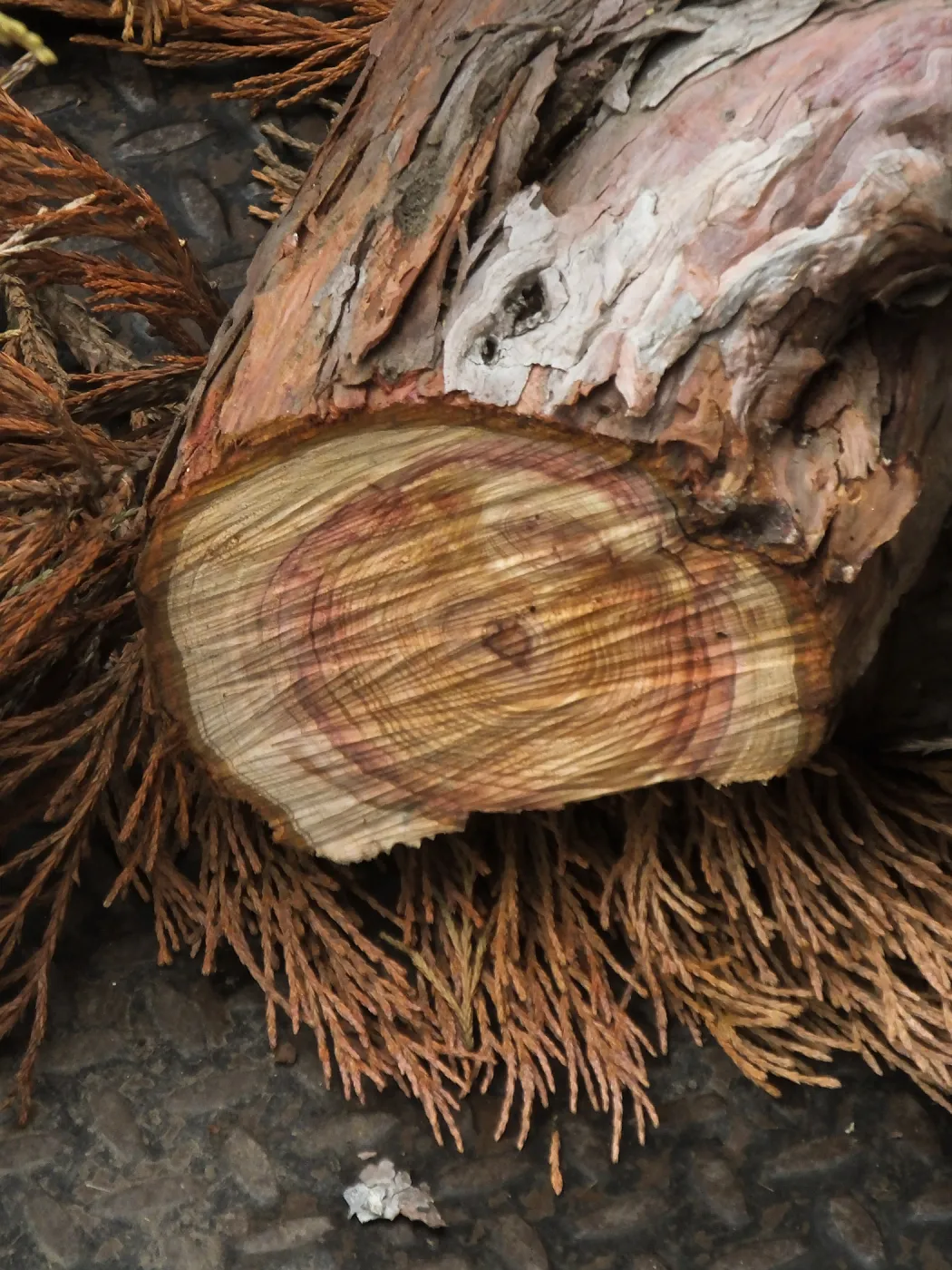 Giant Sequoia Removal